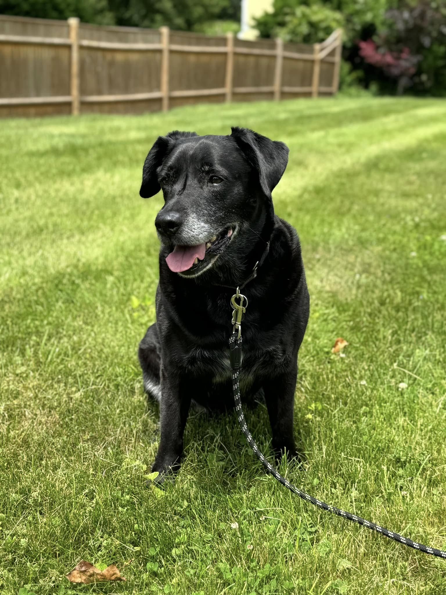 Bo