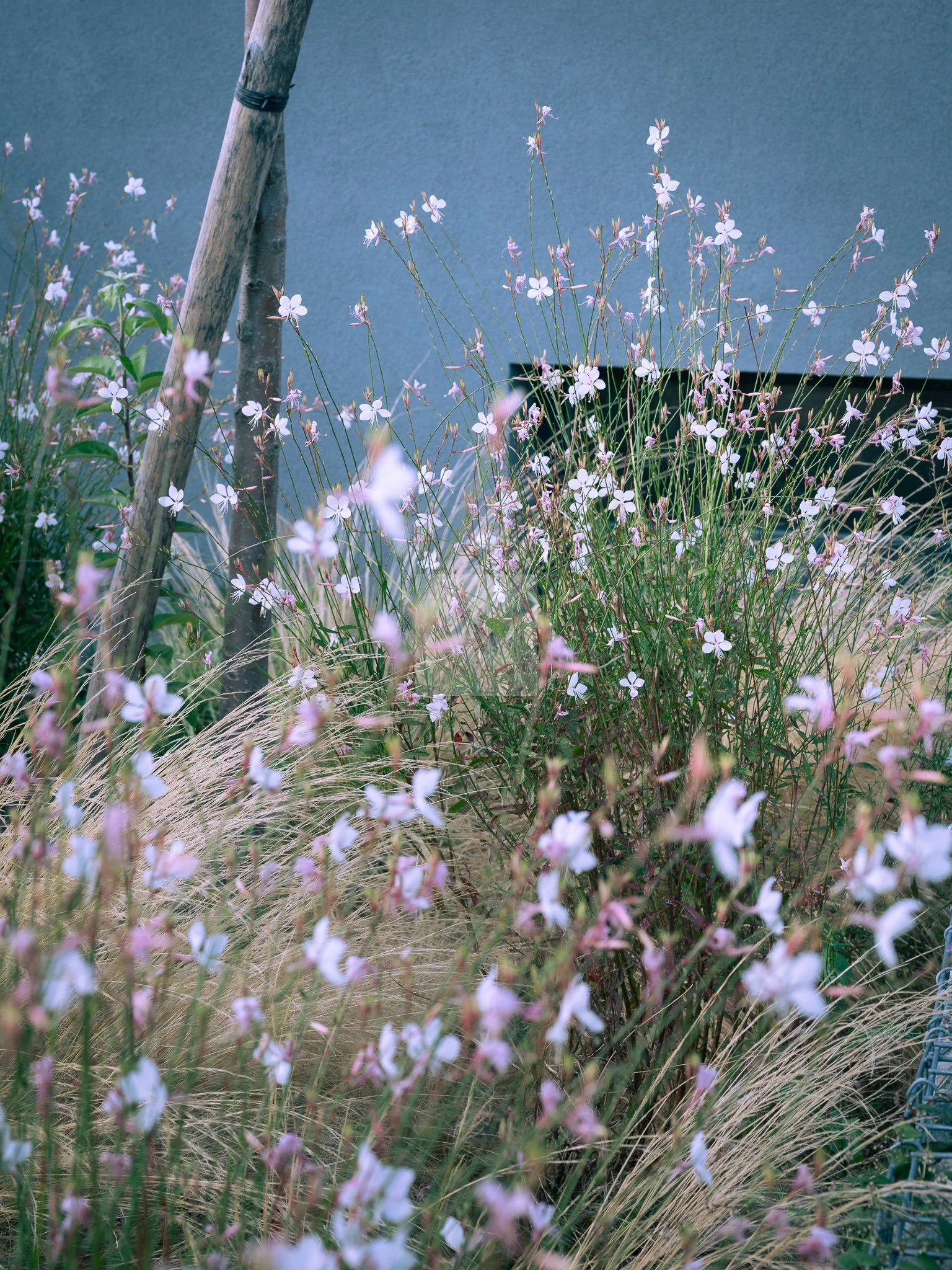 Fleurs sauvages et herbes dans un jardin avec un mur gris en arrière-plan. Shooting photo professionnel pour biens immobiliers de prestige en Haute-Savoie