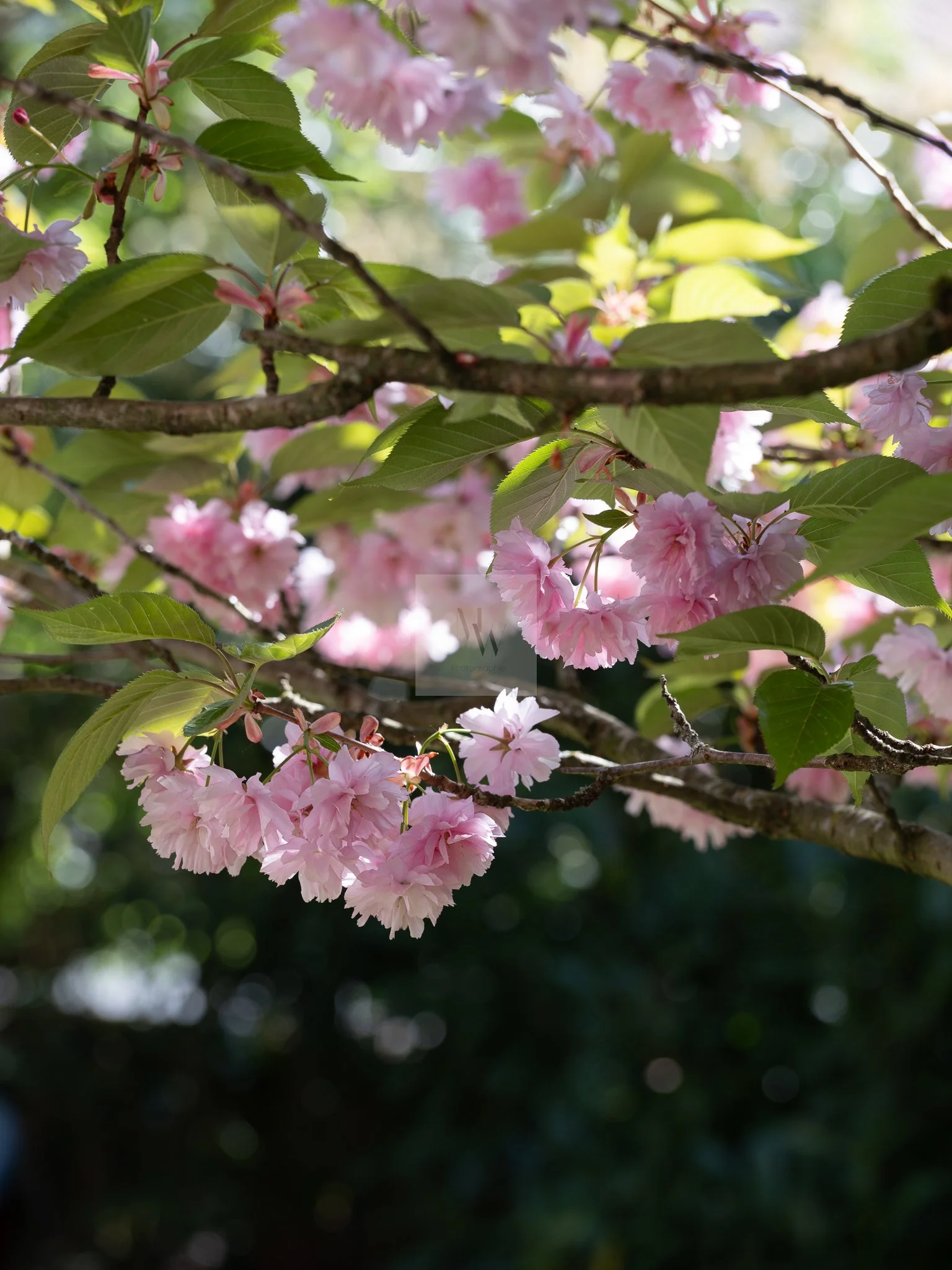 MW Photographie -1-4.jpg