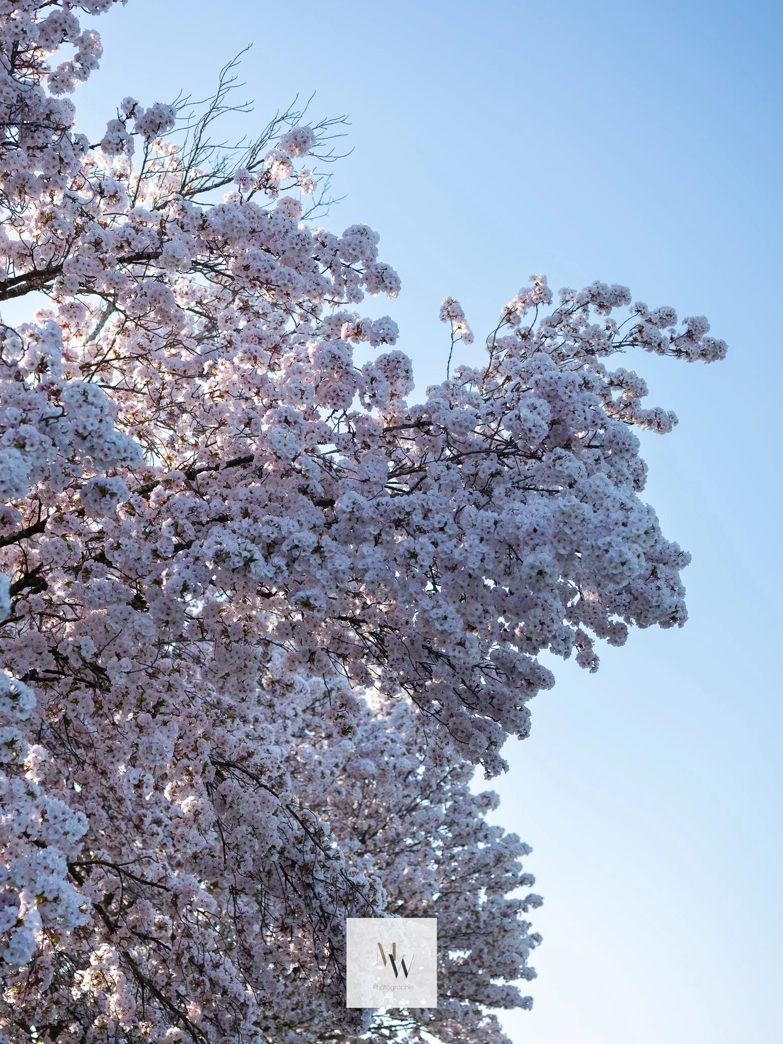 Maud Wermester Photographie-36.jpg