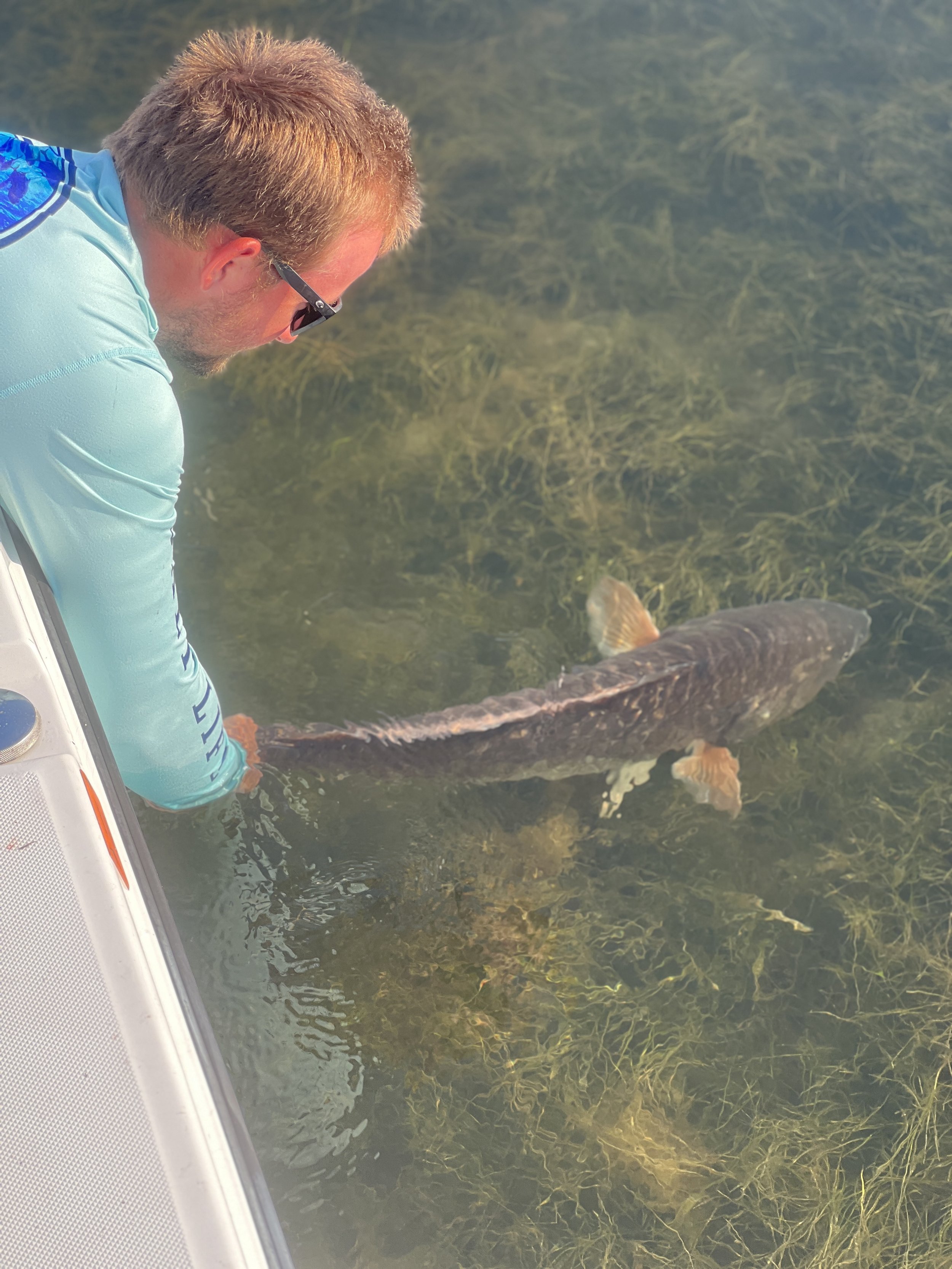 A man wearing sunglasses and a light blue shirt leaning over a boat, holding a large fish in clear water with green aquatic plants.