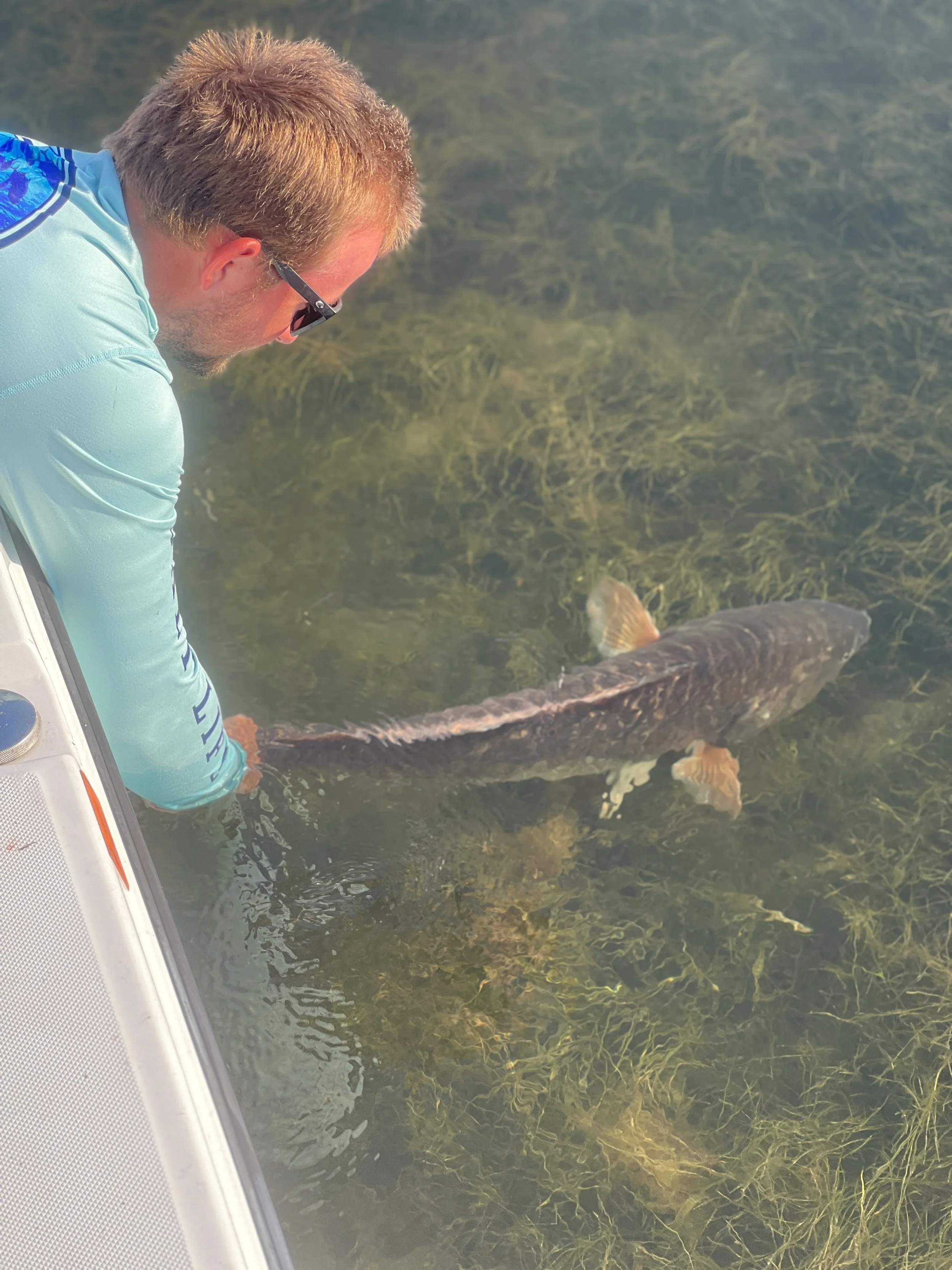 A man wearing sunglasses and a light blue shirt leaning over a boat, holding a large fish in clear water with green aquatic plants.