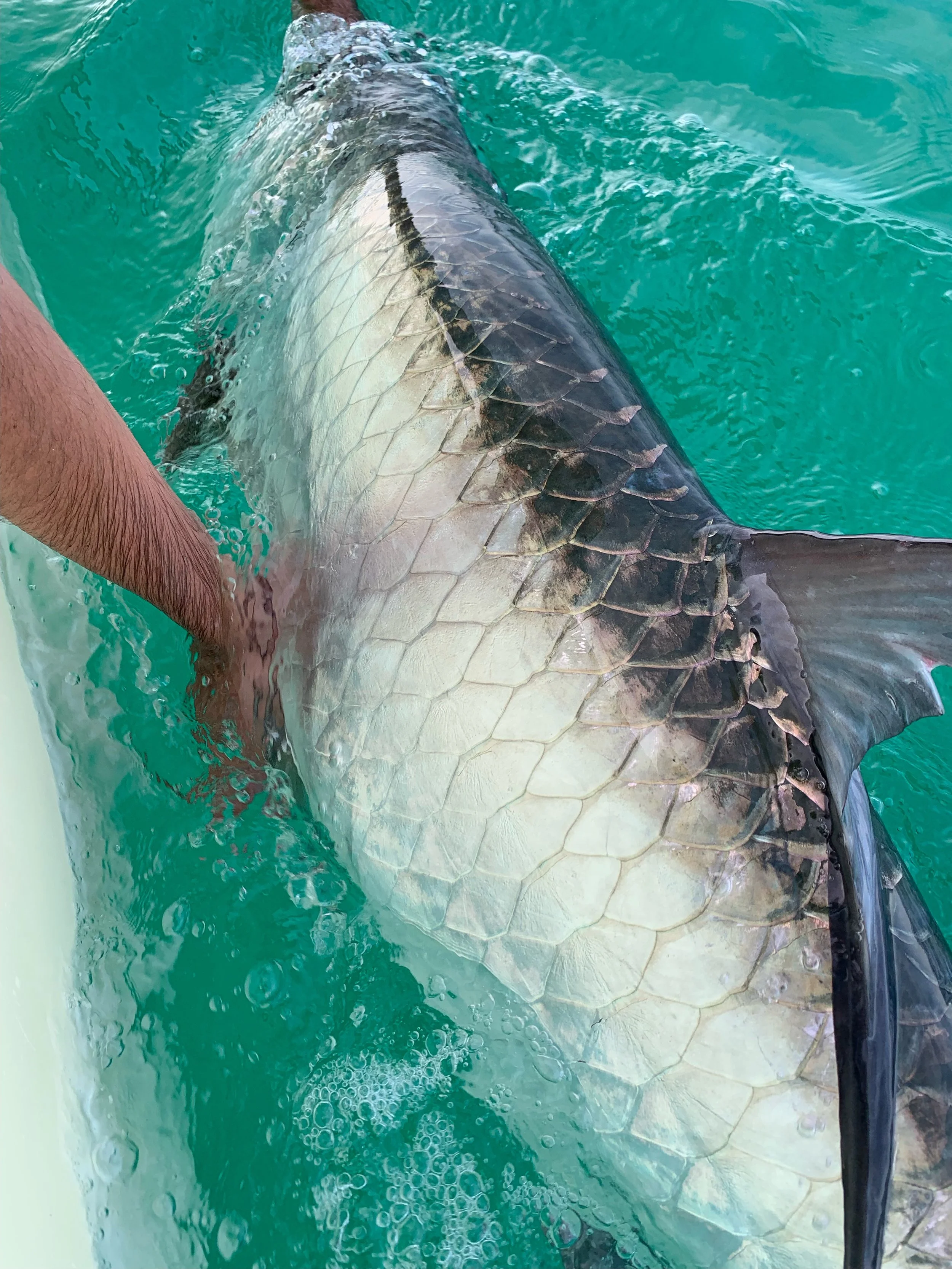 A large fish, possibly a sturgeon, being held in turquoise water by a person with a hairy arm.