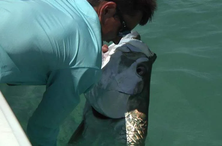 Person in light blue shirt with sunglasses holding a large fish with a silvery body and dark head in the water.