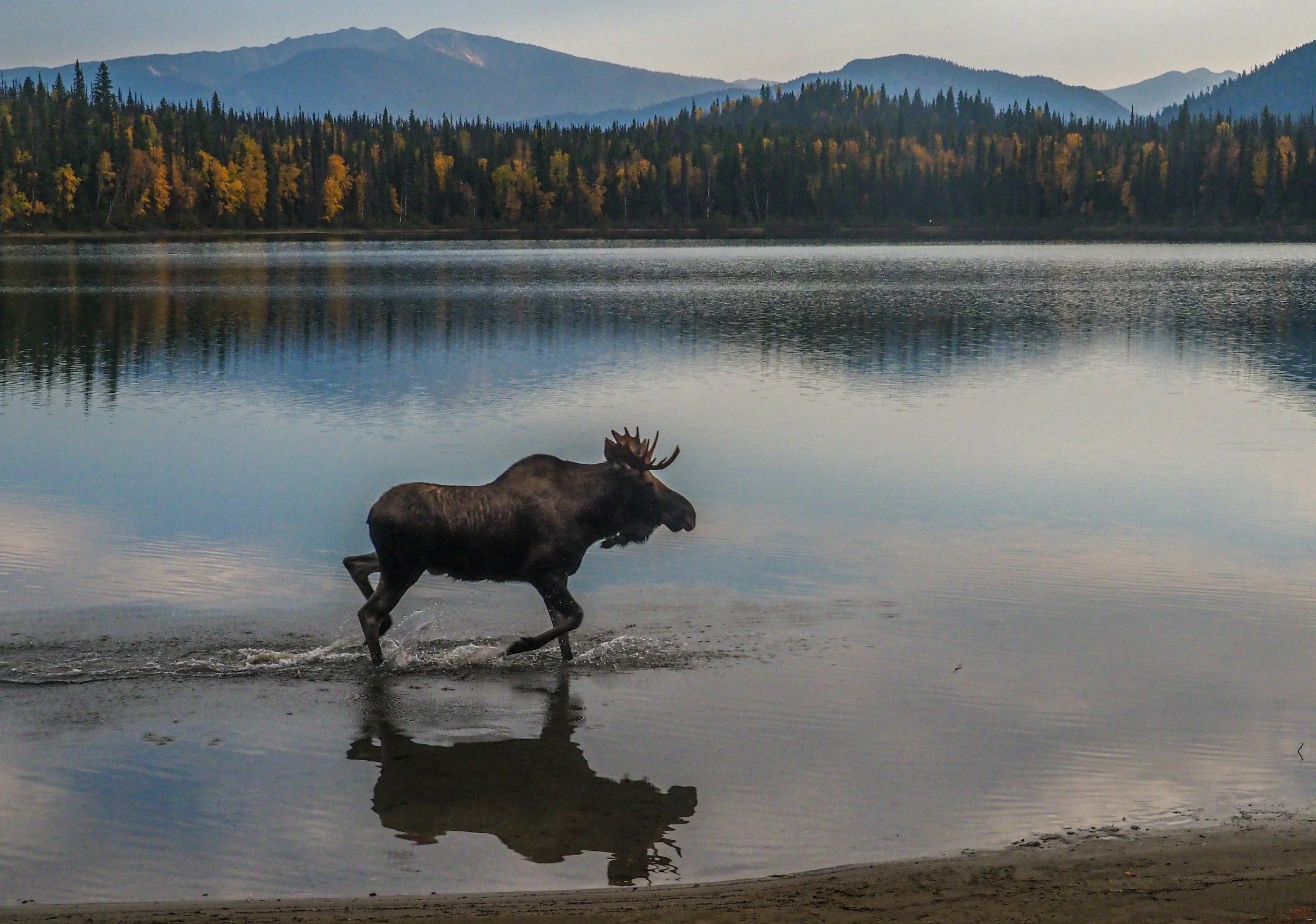 Understanding Canada’s 2026 Nature Strategy: A Force of Nature
