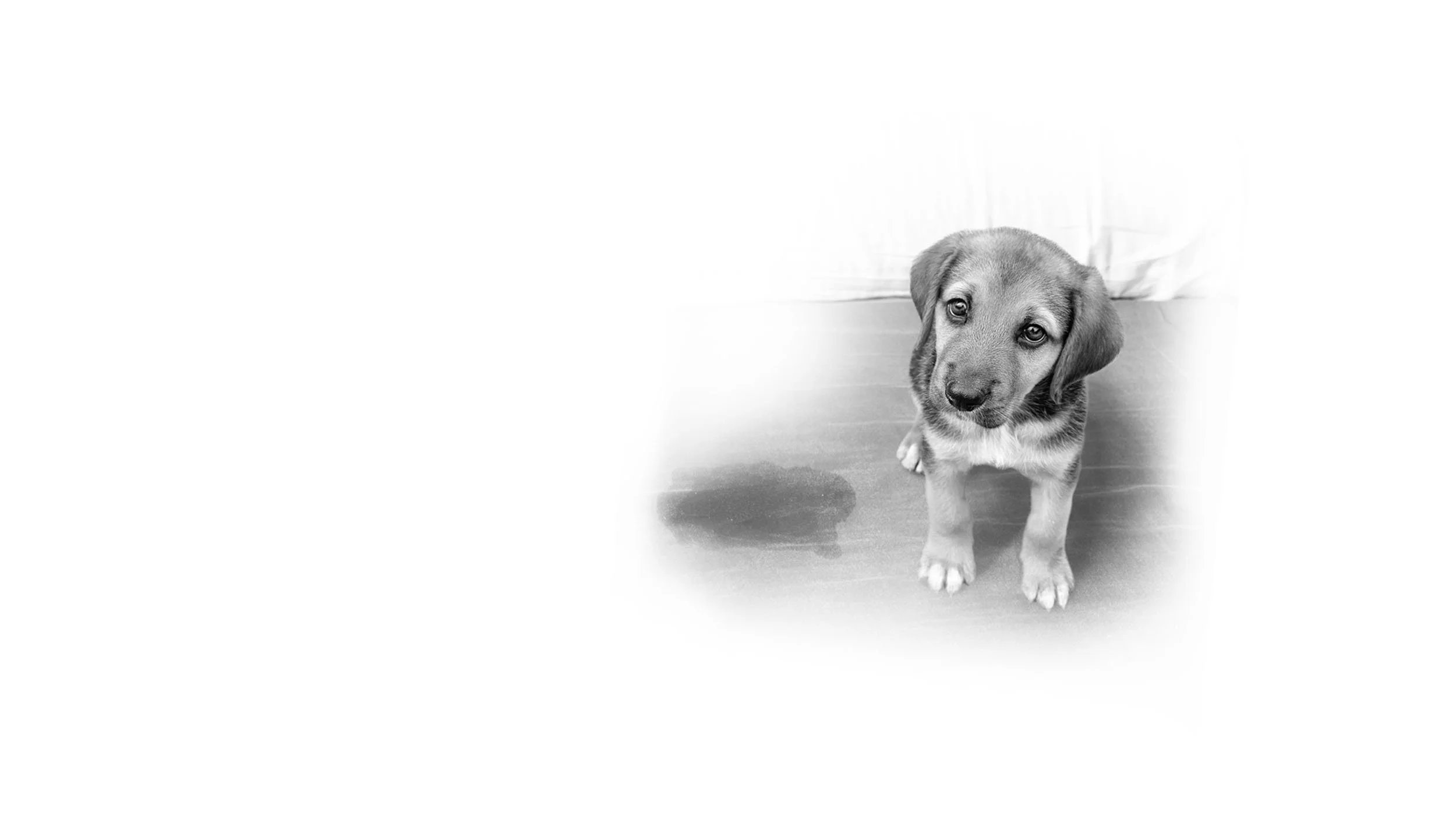 Potty Training — Serenity Dog Training