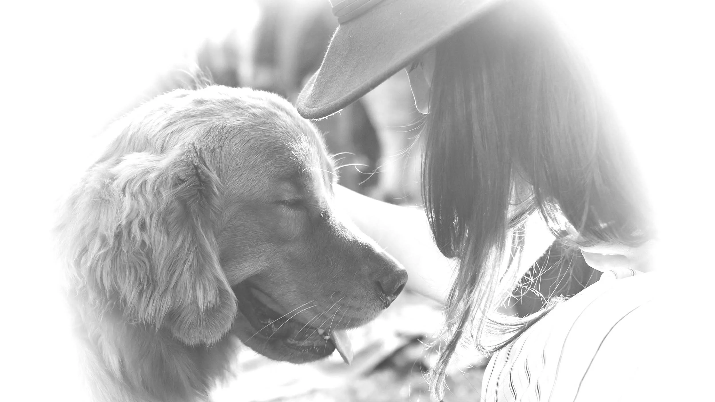 Serenity Dog Training • InHome Dog Training • 3132071175