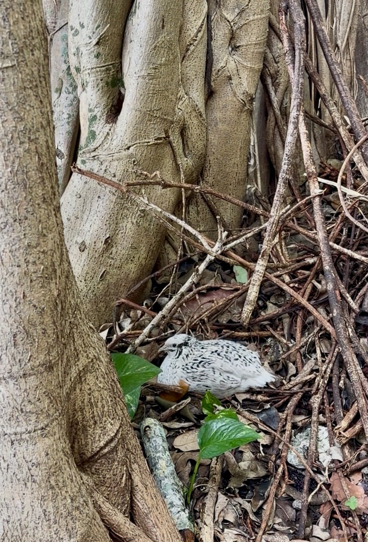 Meet Our House Guests