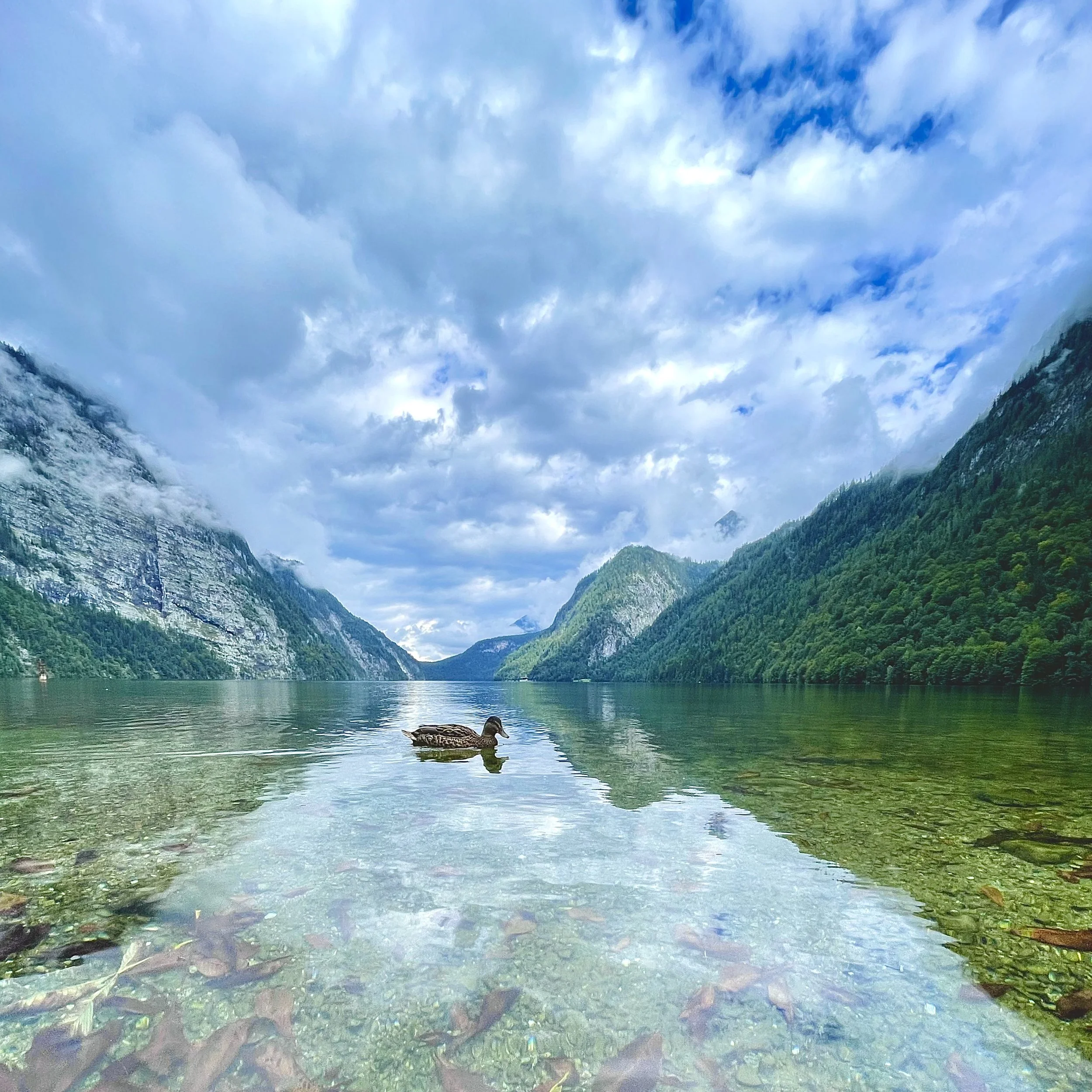 Scenic view of the calm Koenigsee in Germany with a duck swimming, surrounded by mountains and a cloudy sky. Stefanie took this photo during her travels. She is a copywriter and marketing consultant for travel brands.