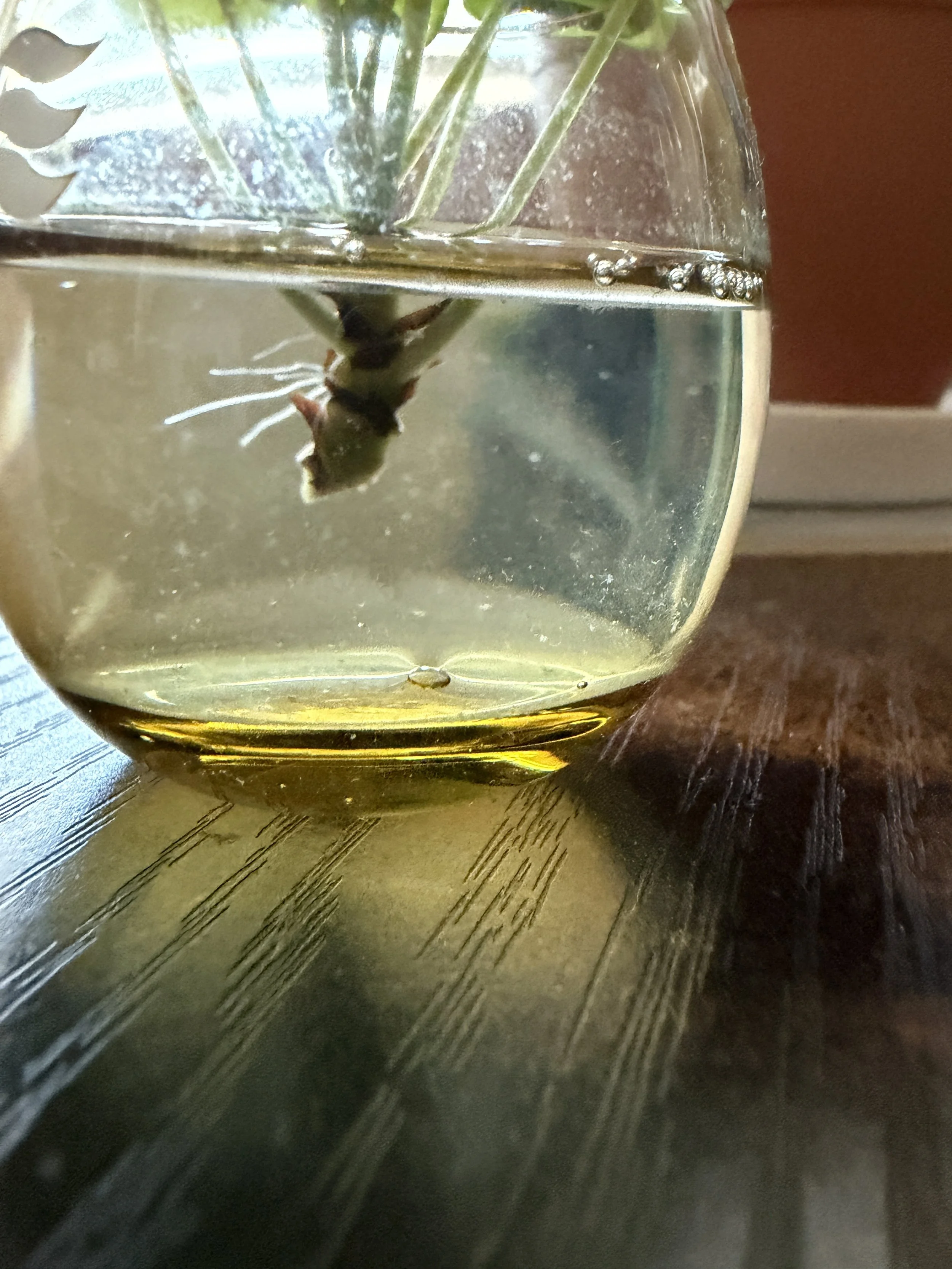A close up picture of the 8's new roots growing in, in his shot glass.