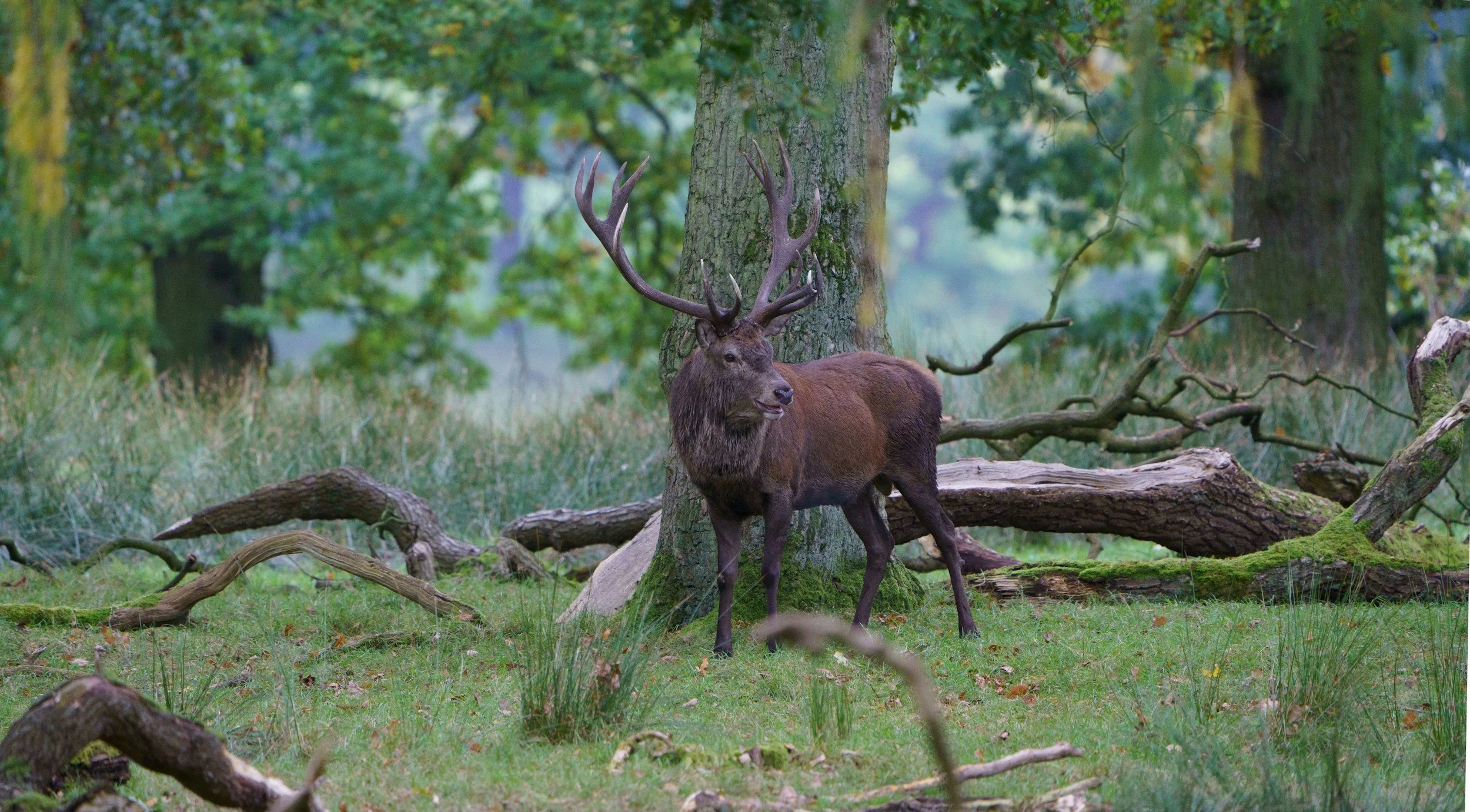 Ardennes wildlife route