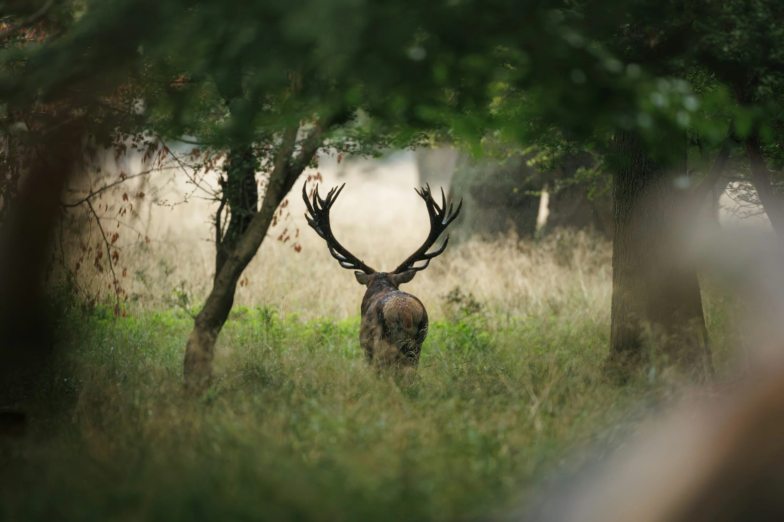 Responsible wildlife tourism