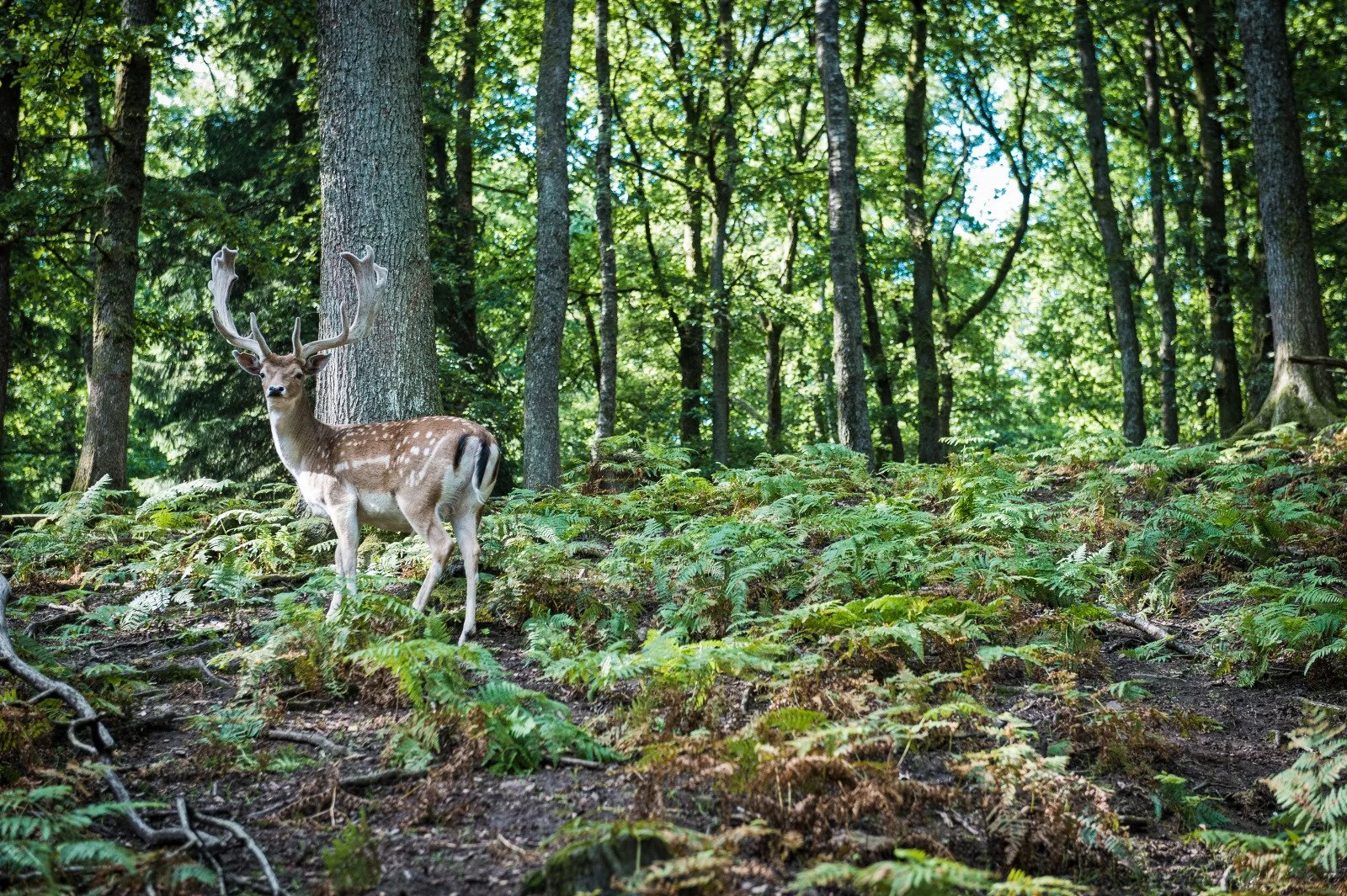 Red deer rut Belgium