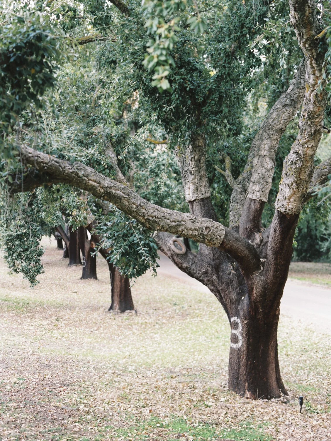 A row of trees with thick trunks and green leaves along a park or garden pathway.