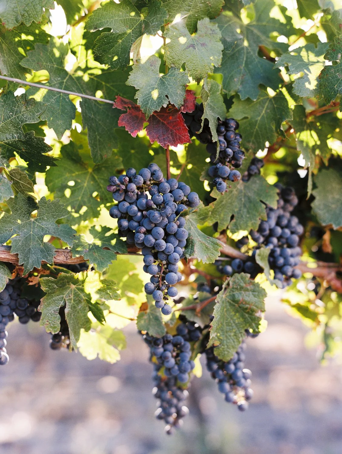 Close-up of a bunch of dark purple grapes hanging from a vine among green leaves.