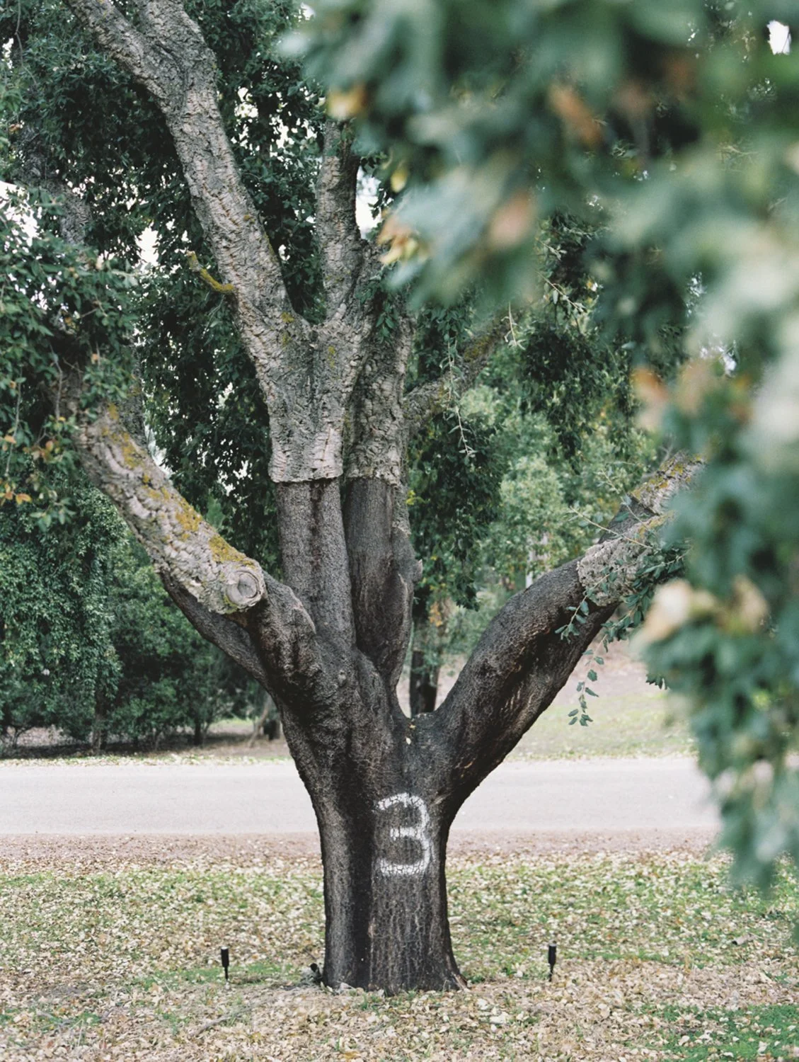 A large tree with a thick trunk and multiple branches in a park, with the number '3' painted white on its trunk.