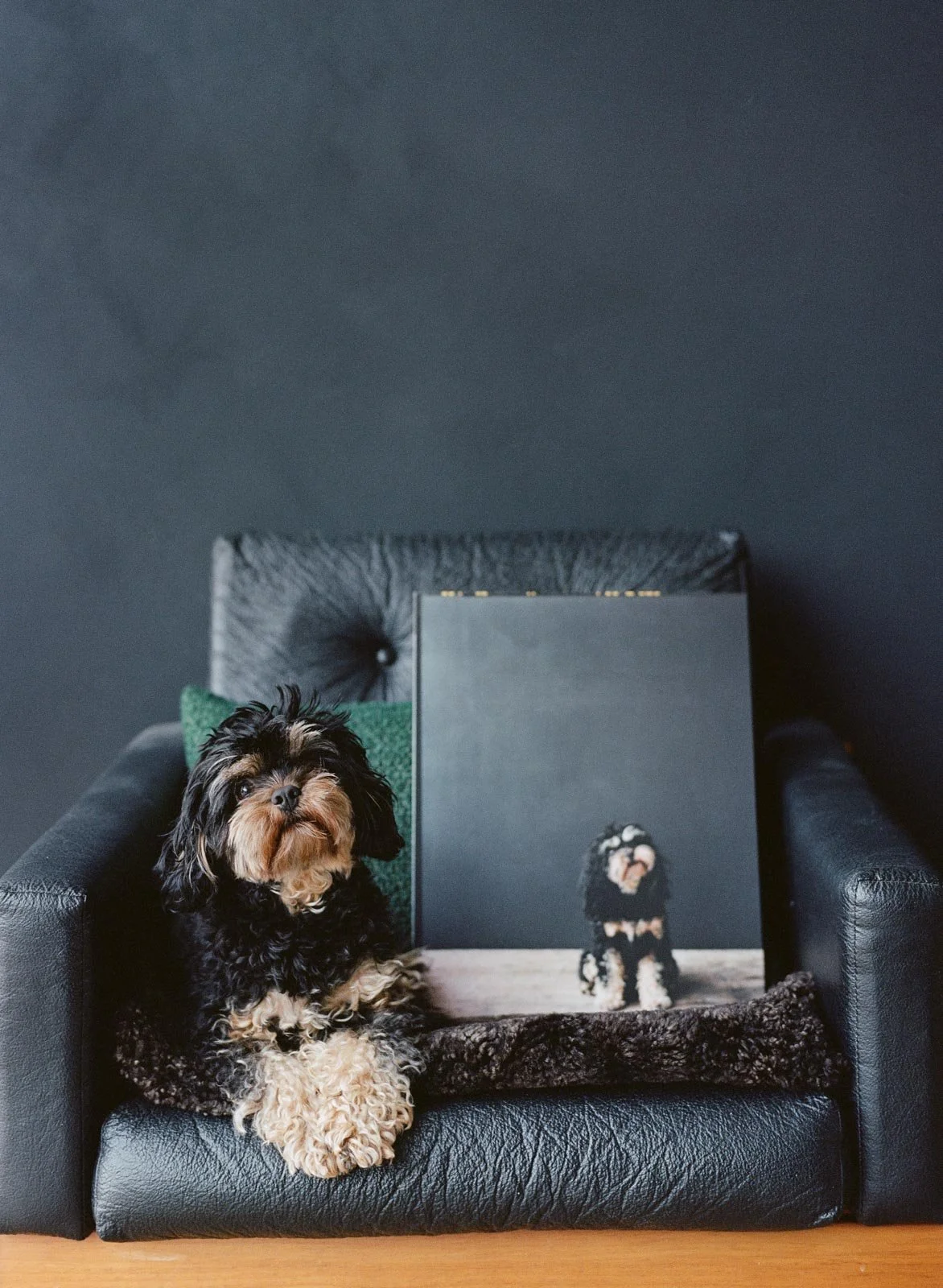A black leather armchair with a small black and tan, curly-haired dog sitting on it. Behind the dog is a picture of the same dog, printed on canvas, placed against a gray wall. The chair has a green cushion and a dark brown blanket. The floor is wood