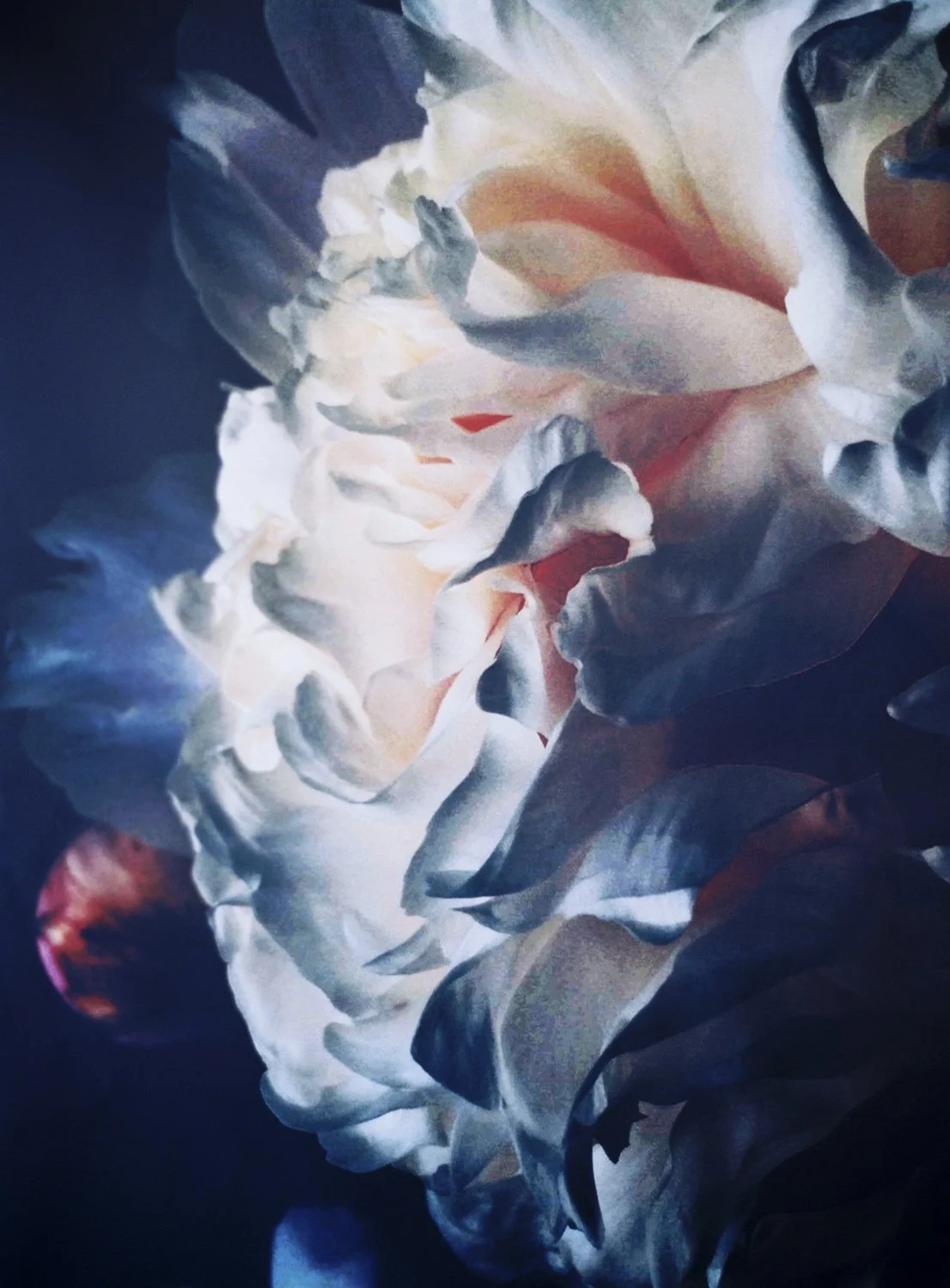 Close-up of a white and pink peony flower with soft petals against a dark background.