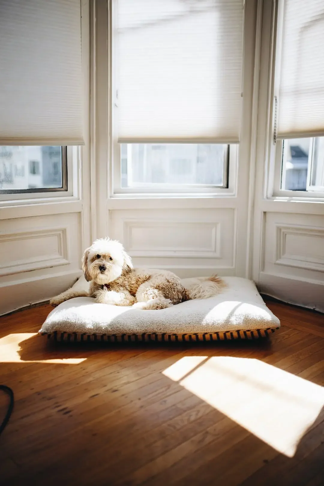 cell-shade-with-dog.webp
