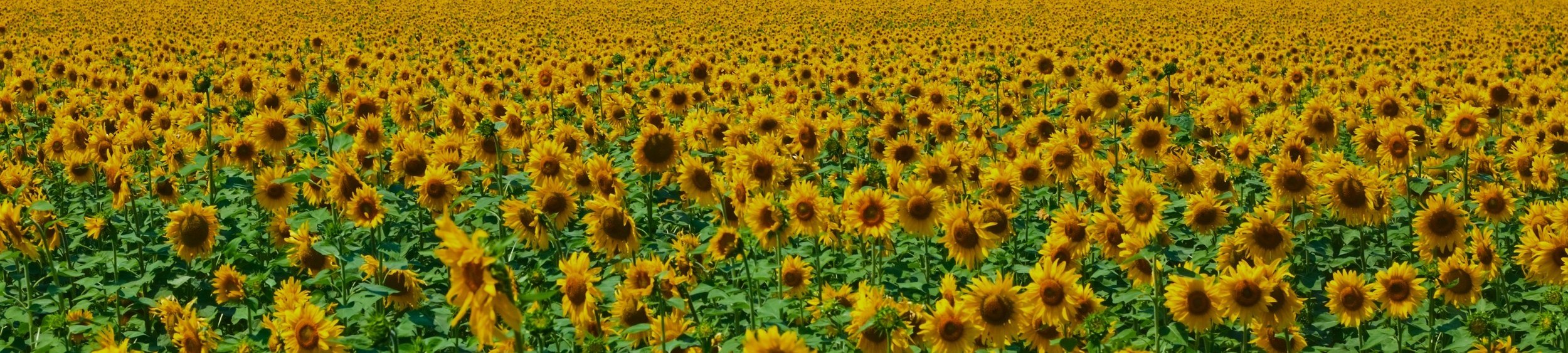 Sunflower Salon Atlanta