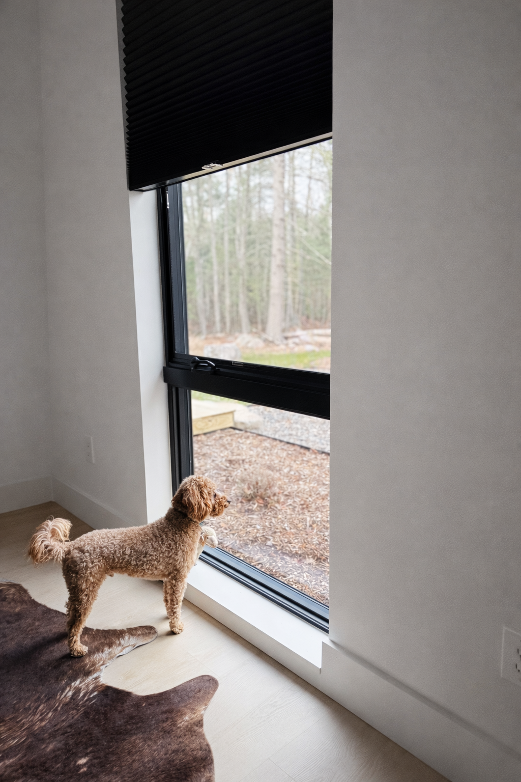 Dog friendly  ! 