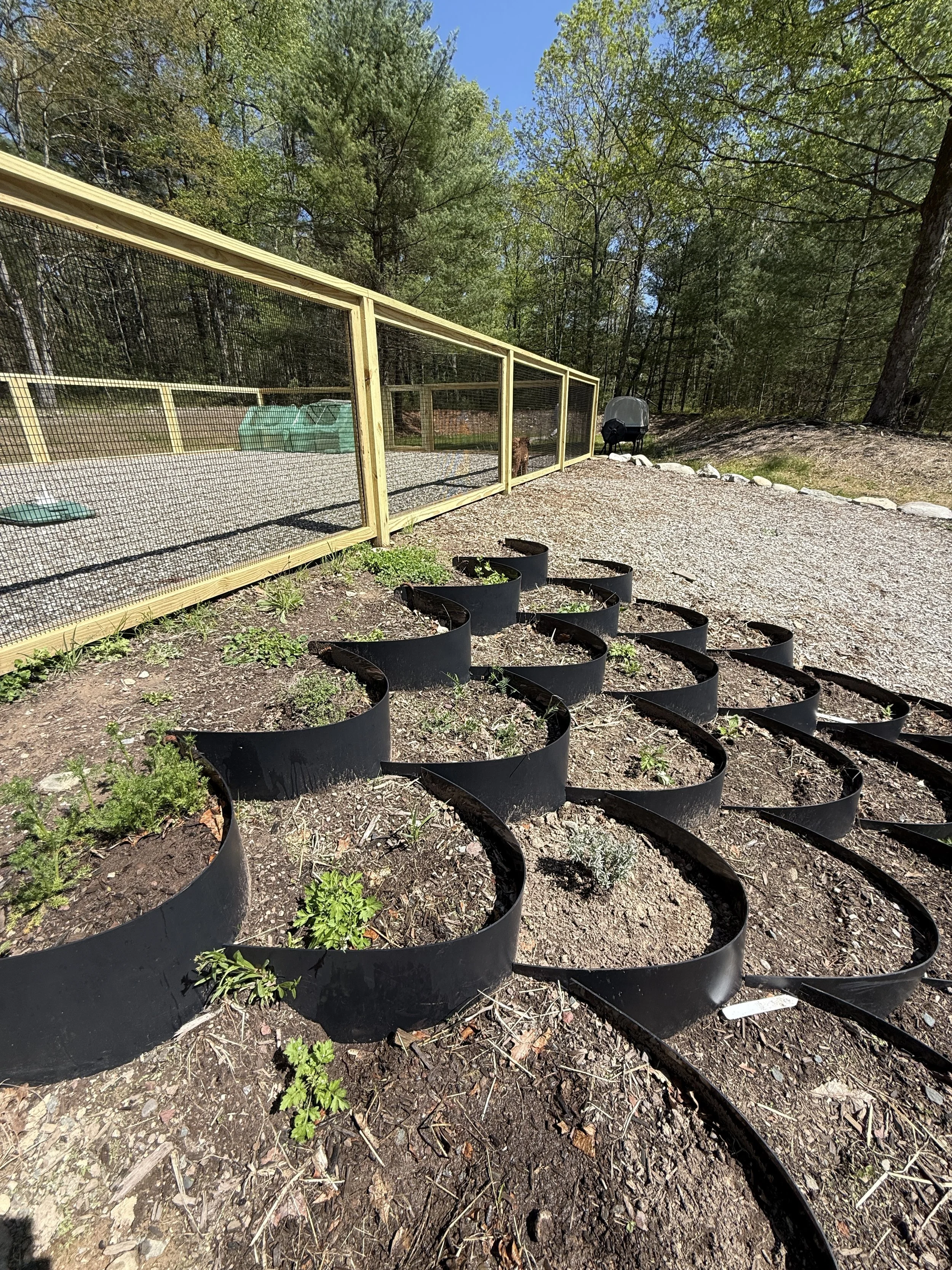 A garden with a black plastic border containing young plants, an enclosed chicken coop with wire mesh, and a wooded background under a clear blue sky.