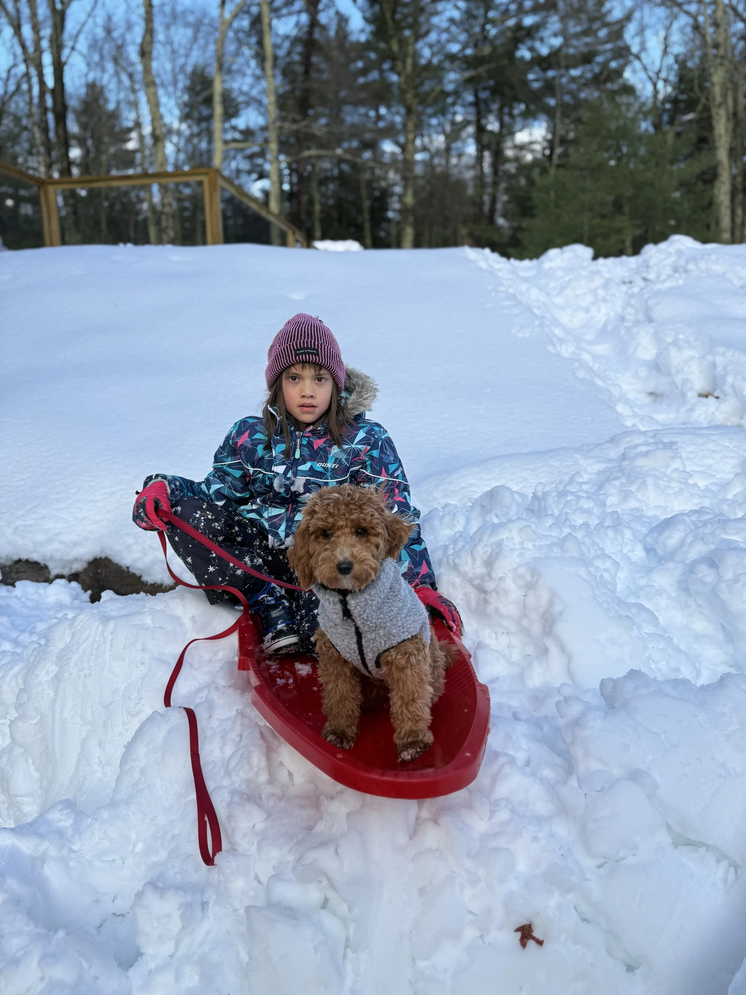 A young girl with a purple knit hat and a patterned winter jacket sitting on a red sled with a small fluffy brown dog in a grey coat, in a snow-covered yard with trees and a wooden fence in the background.