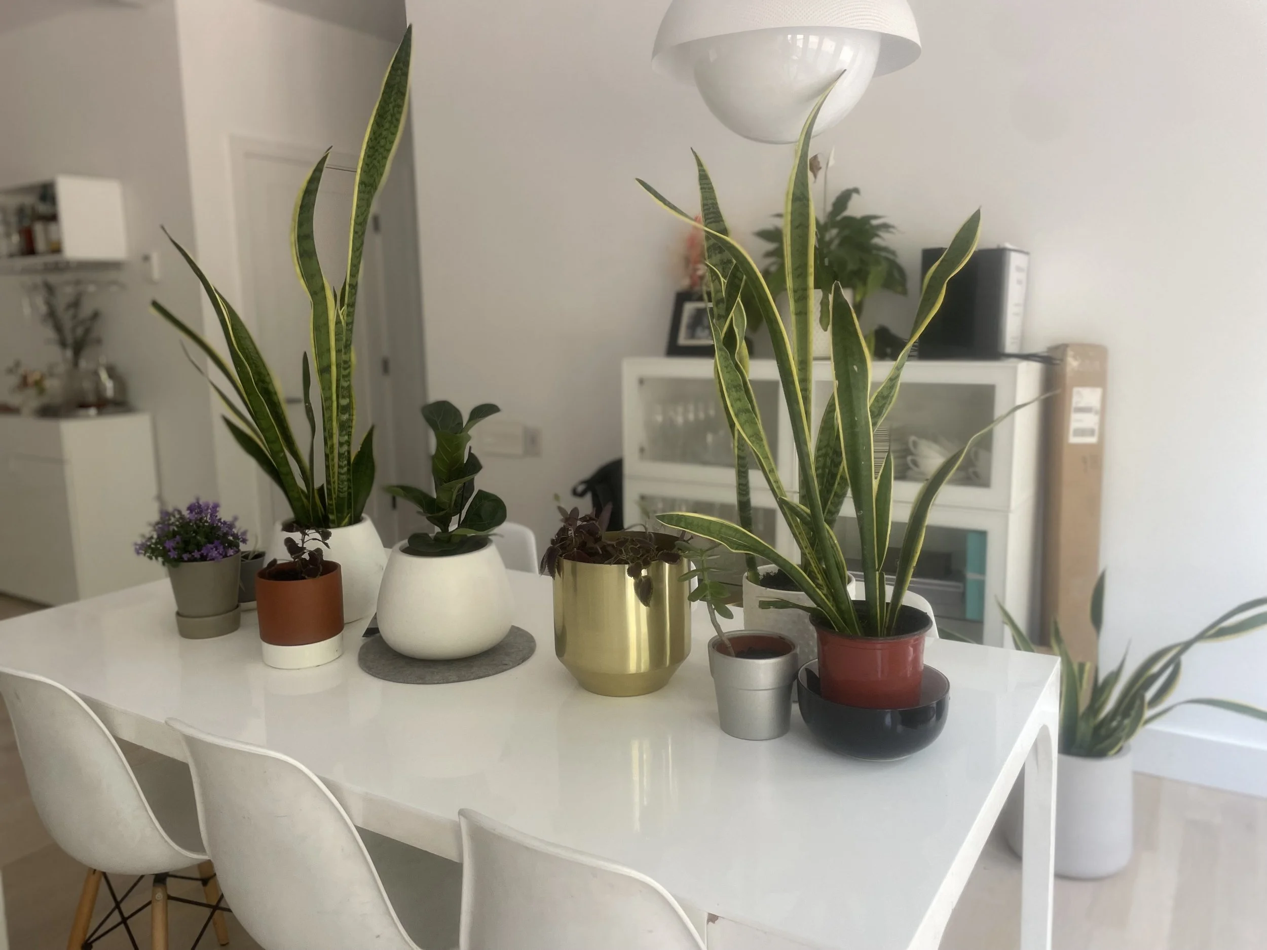 A white dining table with multiple potted houseplants of various sizes and types, including snake plants, in colorful pots, in a bright, modern living space.