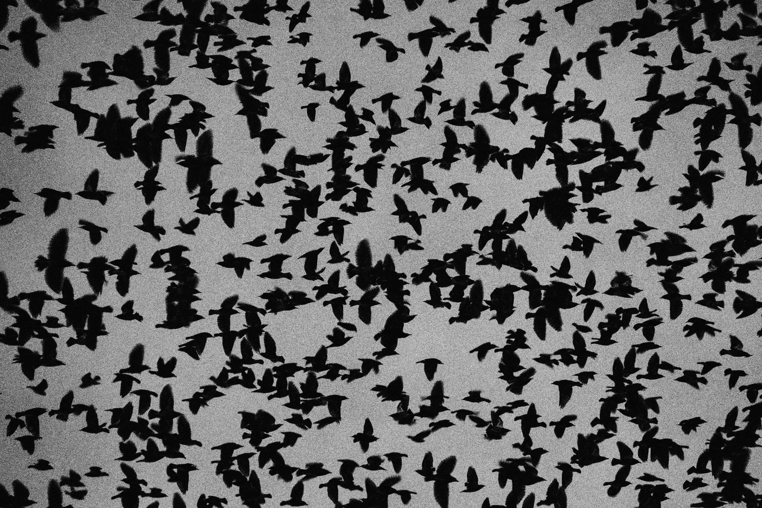 「頁の群れ」 The Ephemere Photobook Exhibition