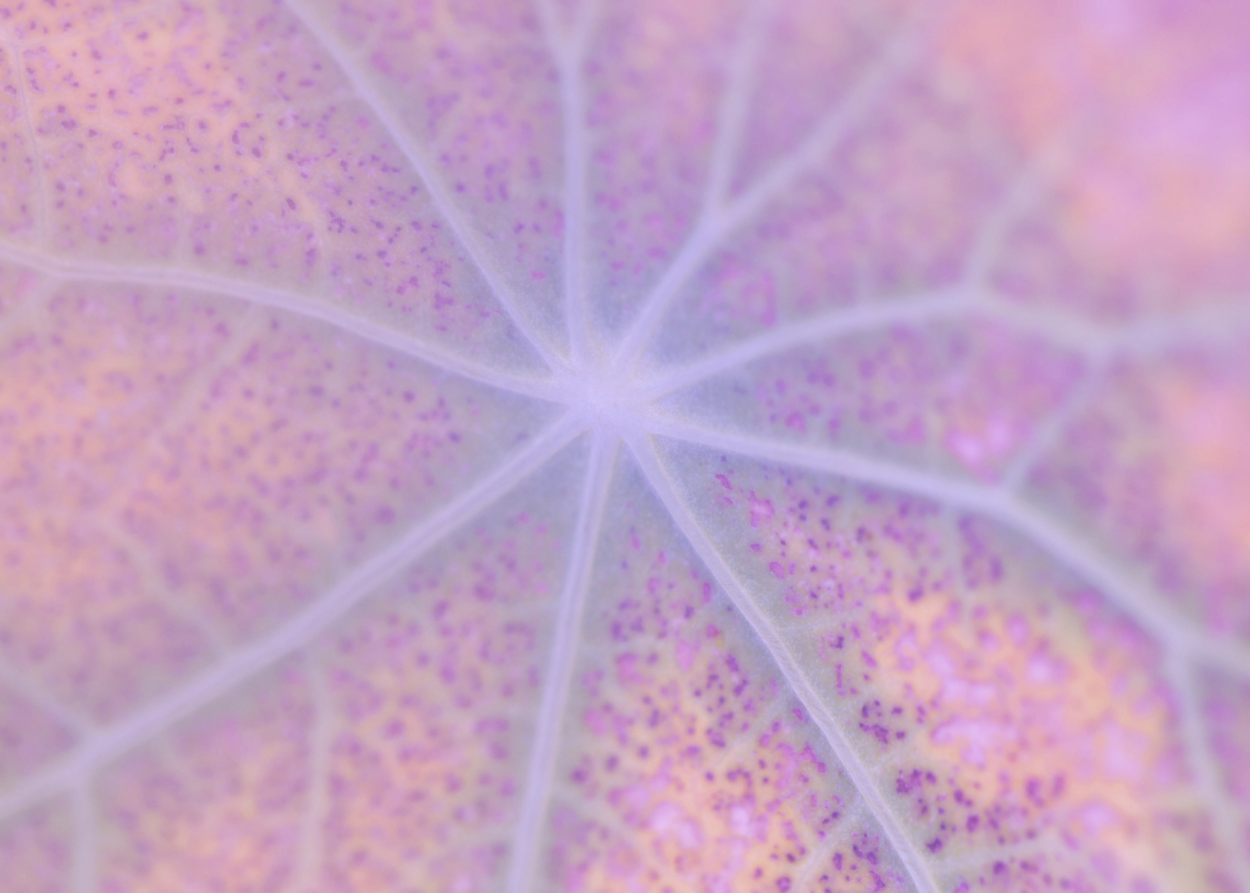 Ratika_Singh_1 - Ratika Singh.png