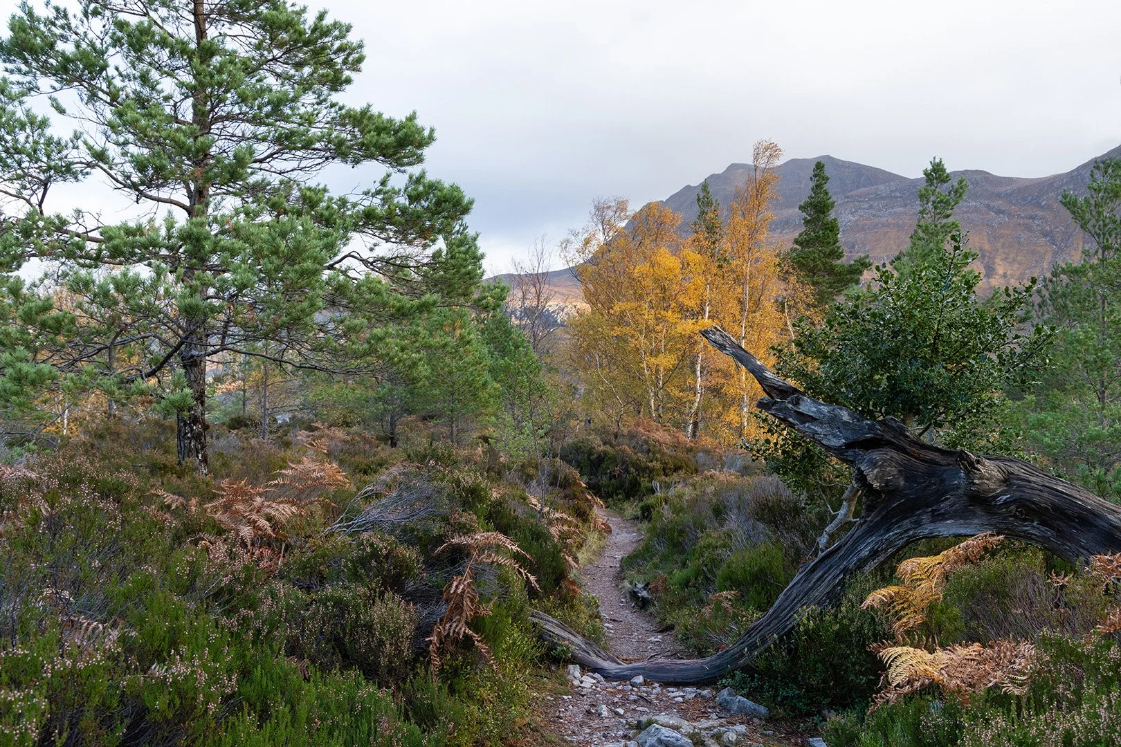 Forest walk Loch Maree-1.jpg