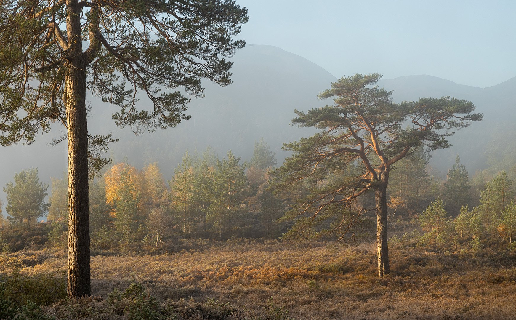 Glen Affric-5.jpg