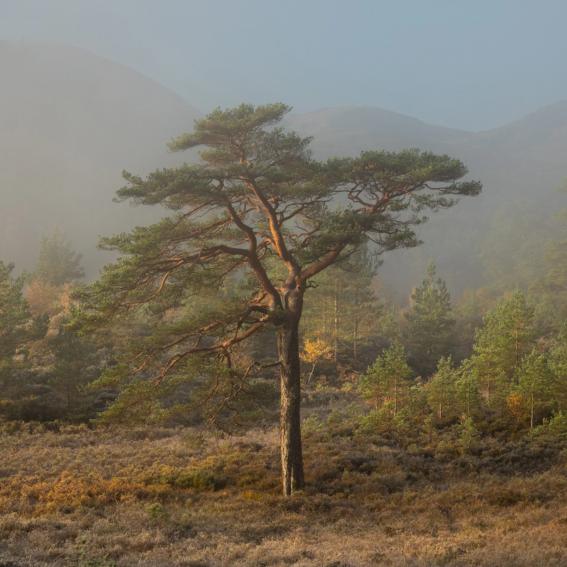 Glen Affric-4.jpg