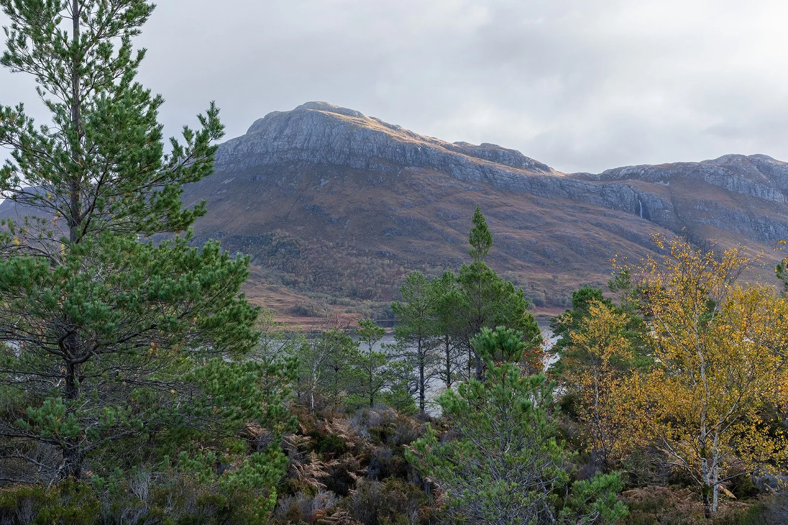 Forest walk Loch Maree-2.jpg
