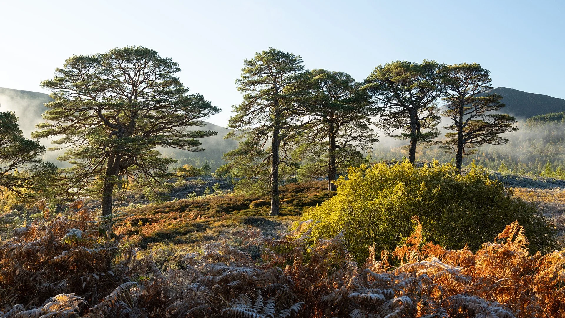Glen Affric-10.jpg