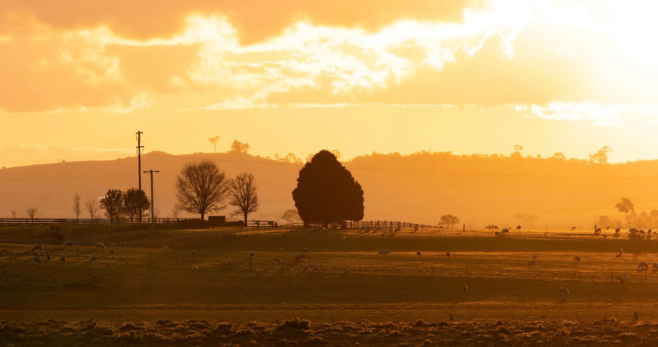 _Q3A2010 Dangarsleigh sheep sunset.jpg