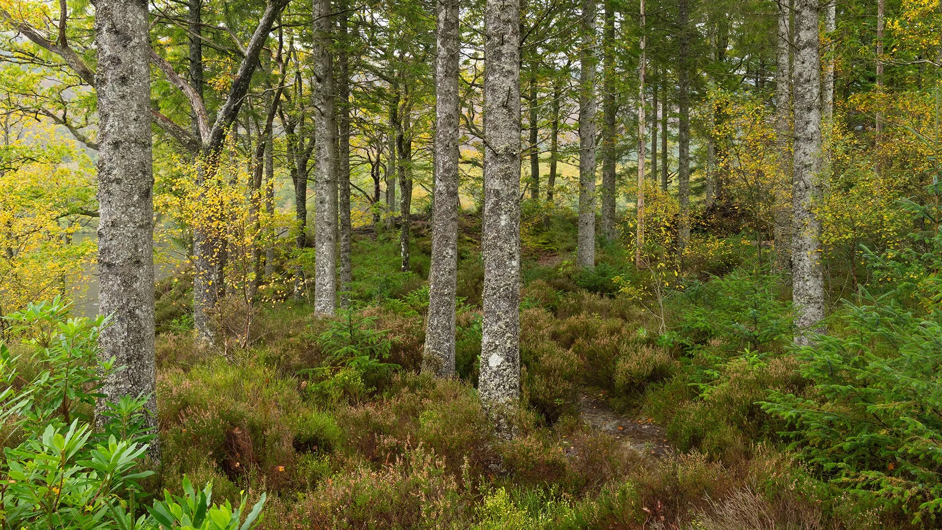 Trossachs-10.jpg