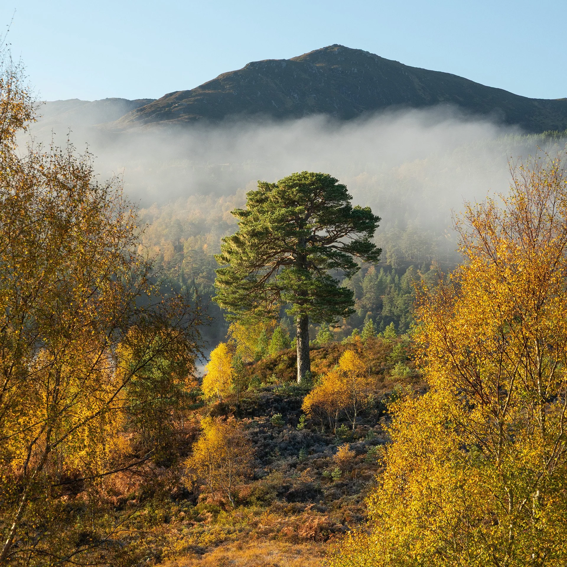 Glen Affric-9.jpg