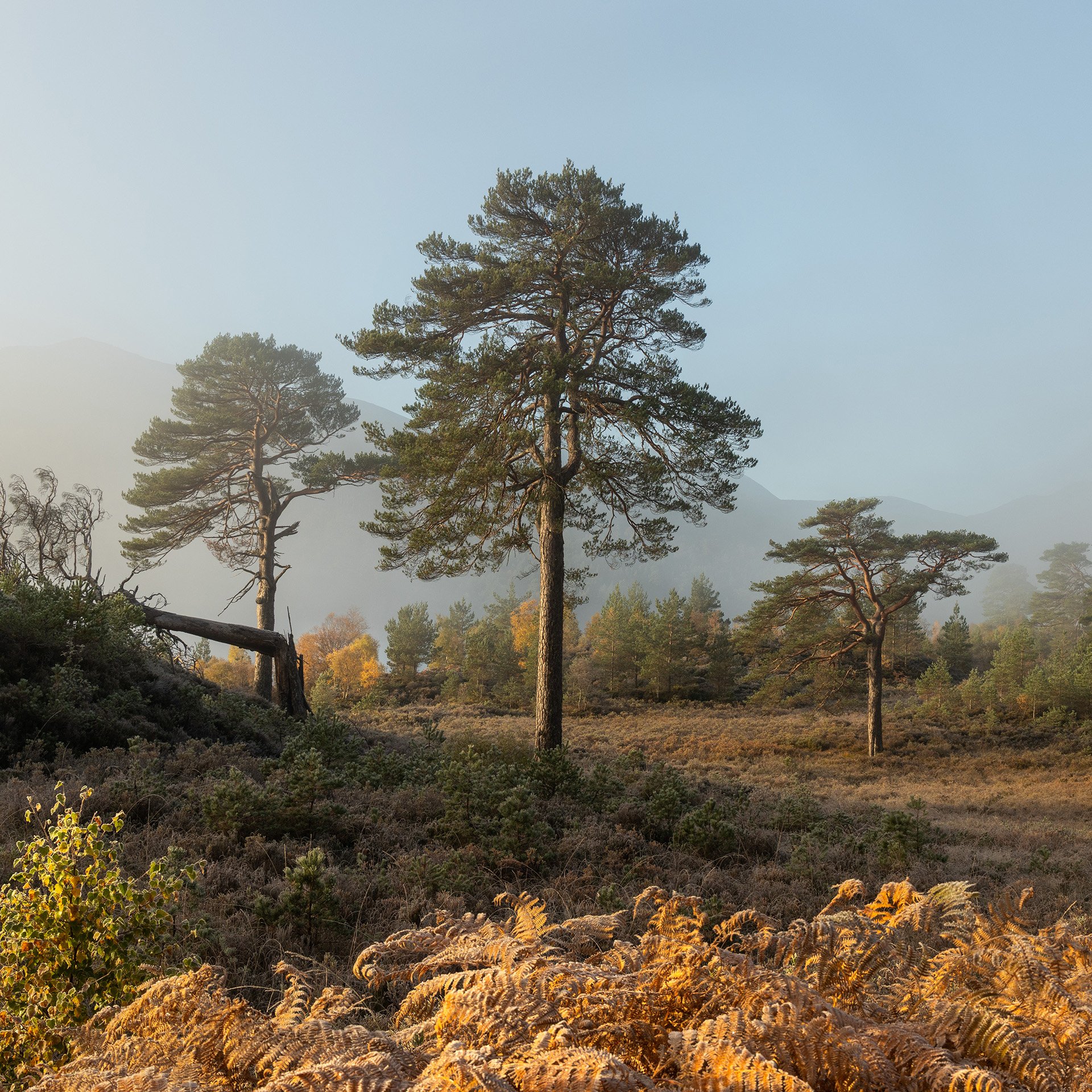 Glen Affric-3.jpg