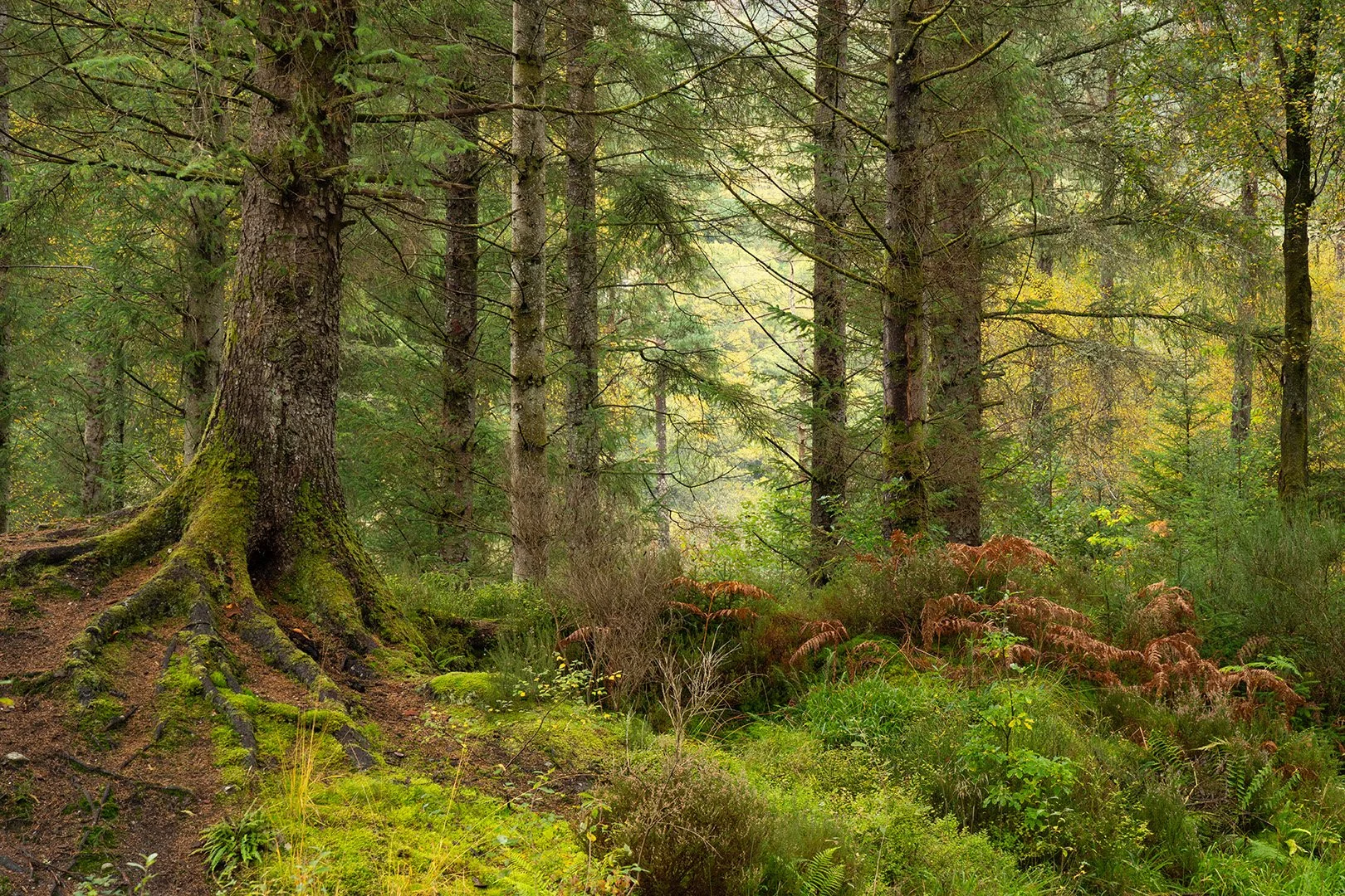 Trossachs-12.jpg
