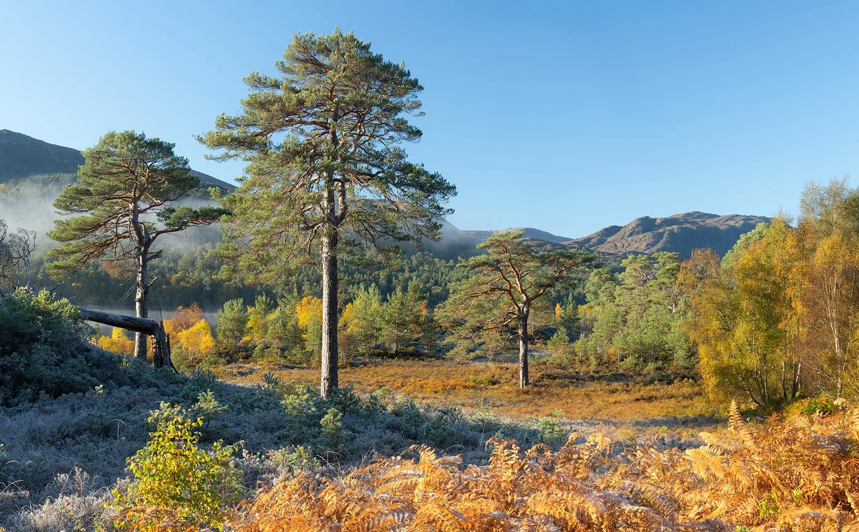 Glen Affric-12.jpg