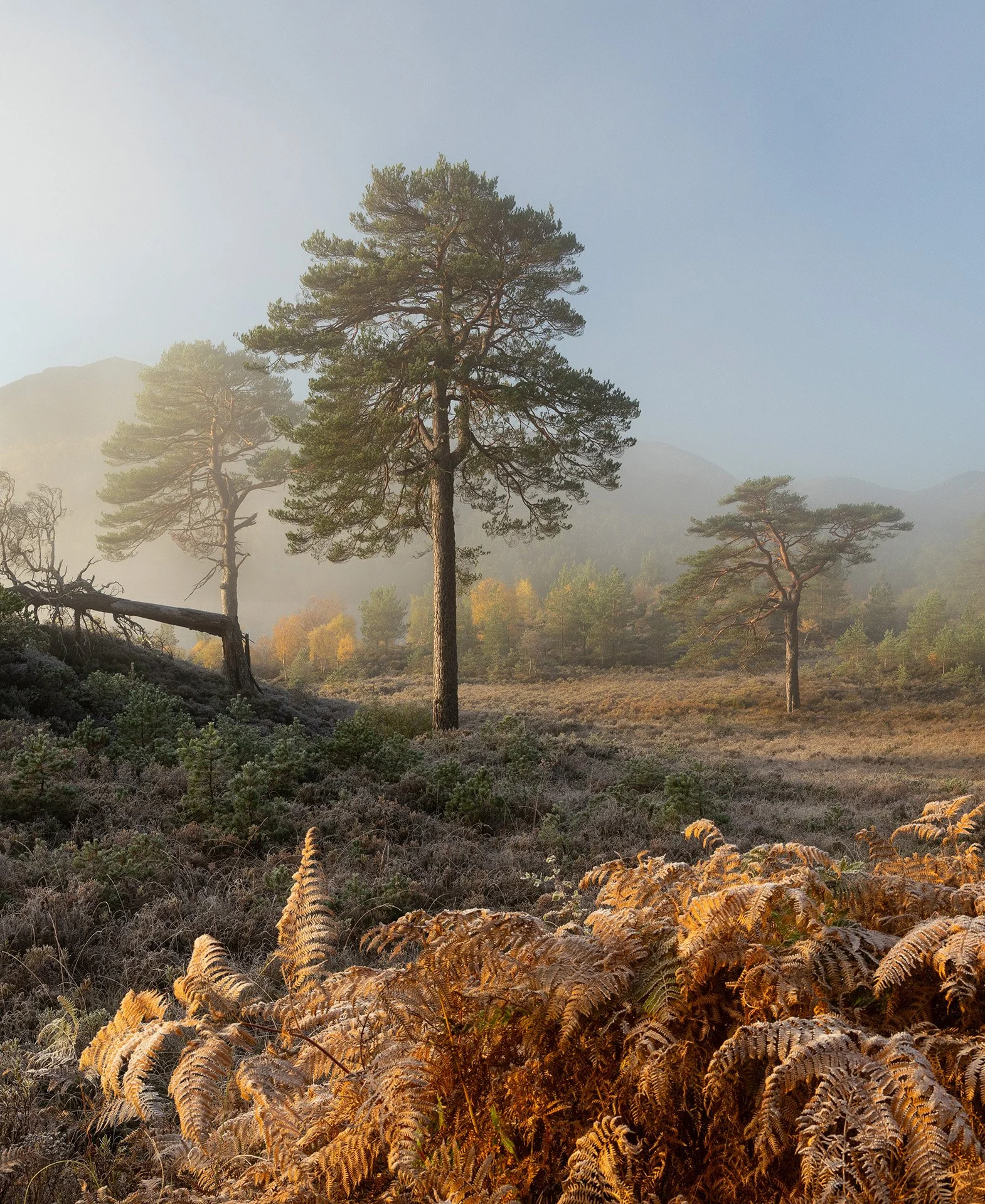 Glen Affric-6.jpg