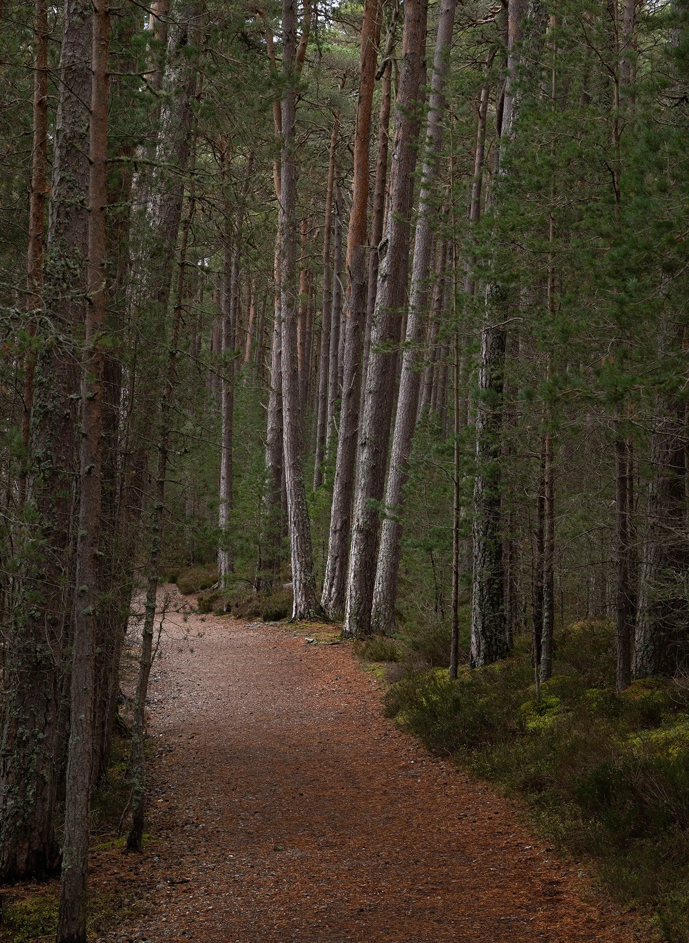 Cairngorms.jpg