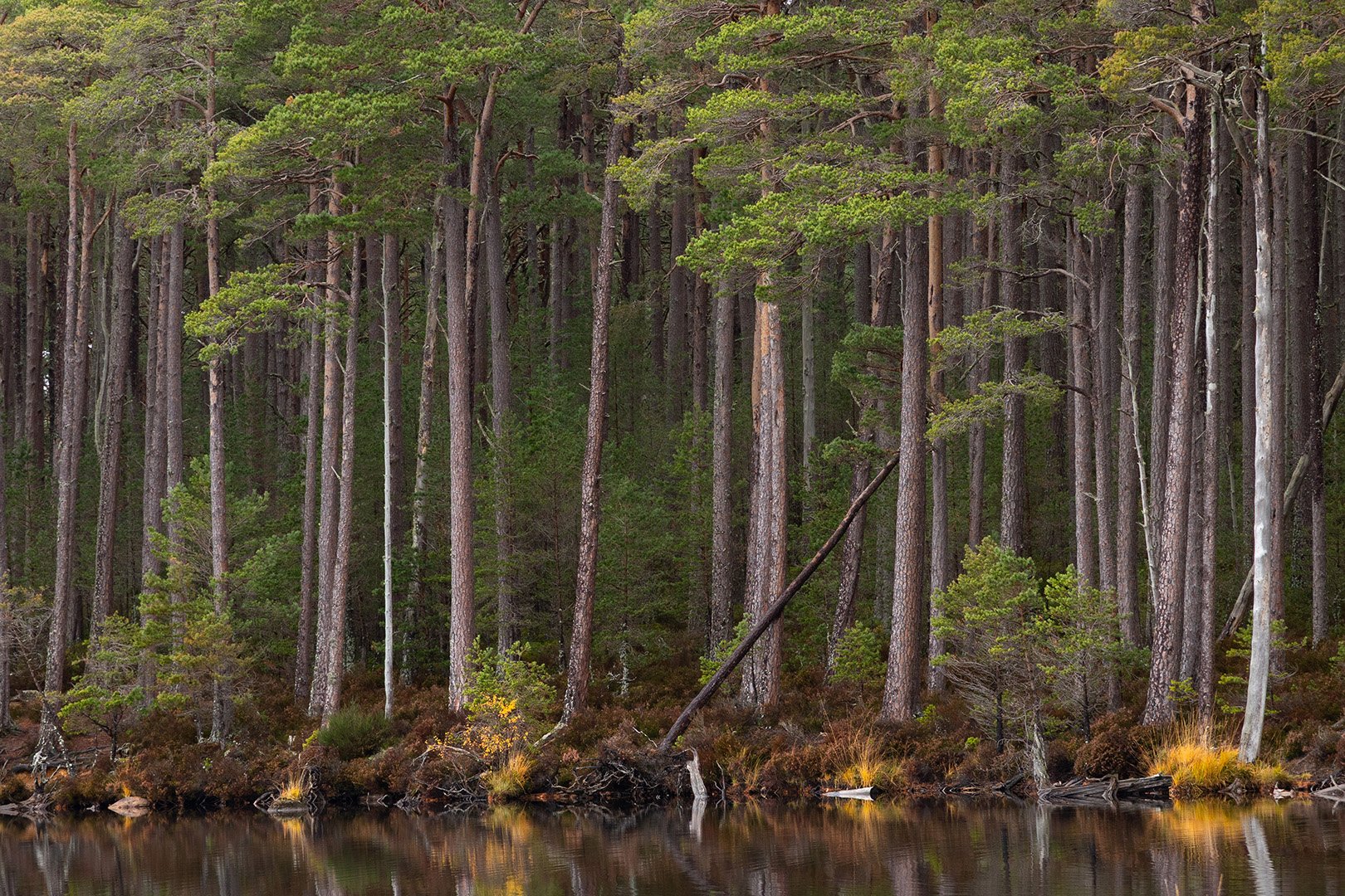 Cairngorms-1.jpg