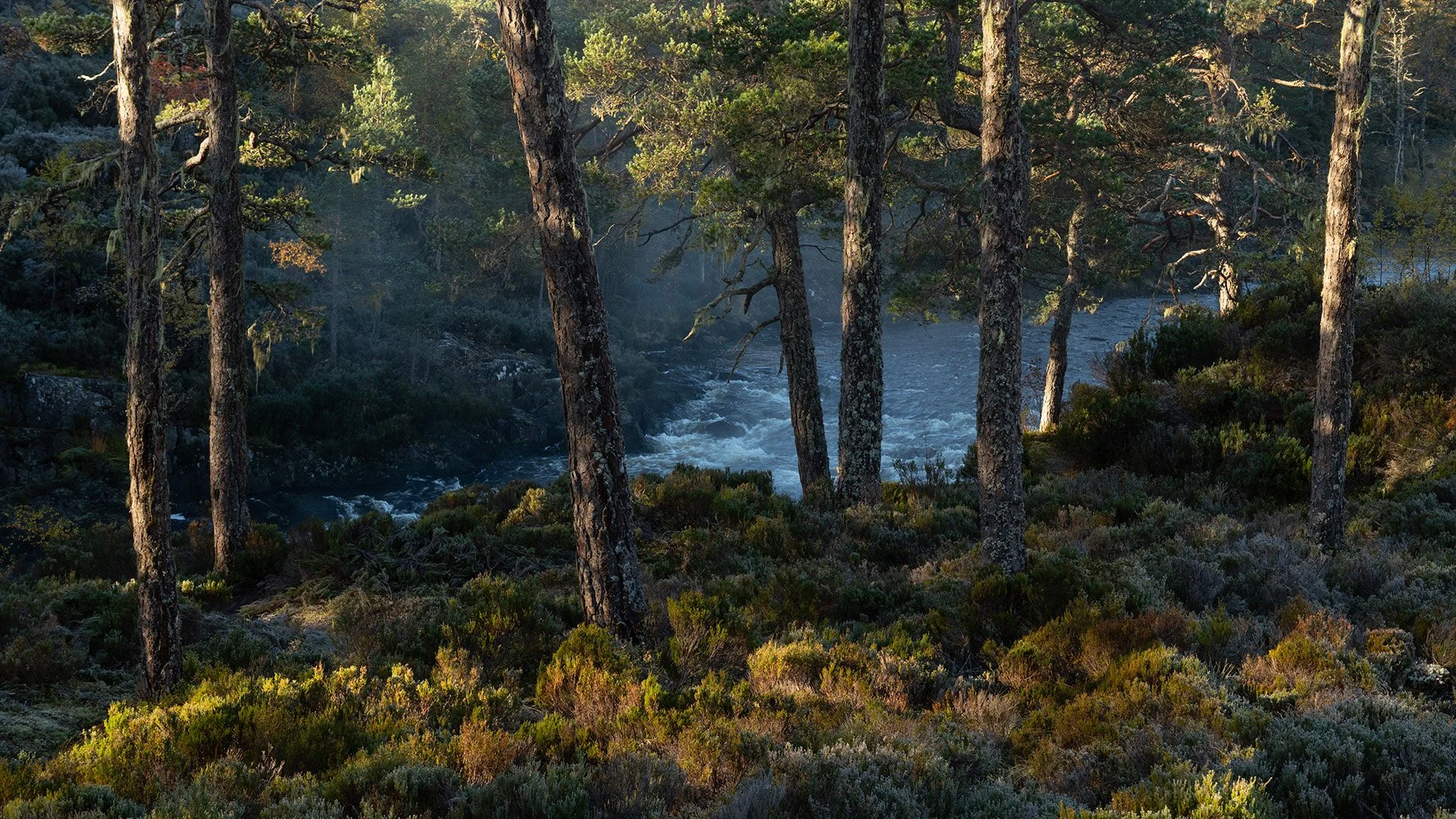 Glen Affric-17.jpg