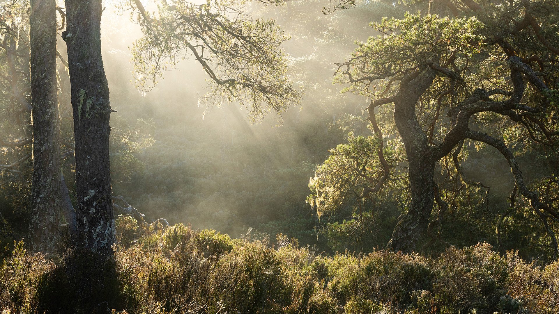 Glen Affric-16.jpg