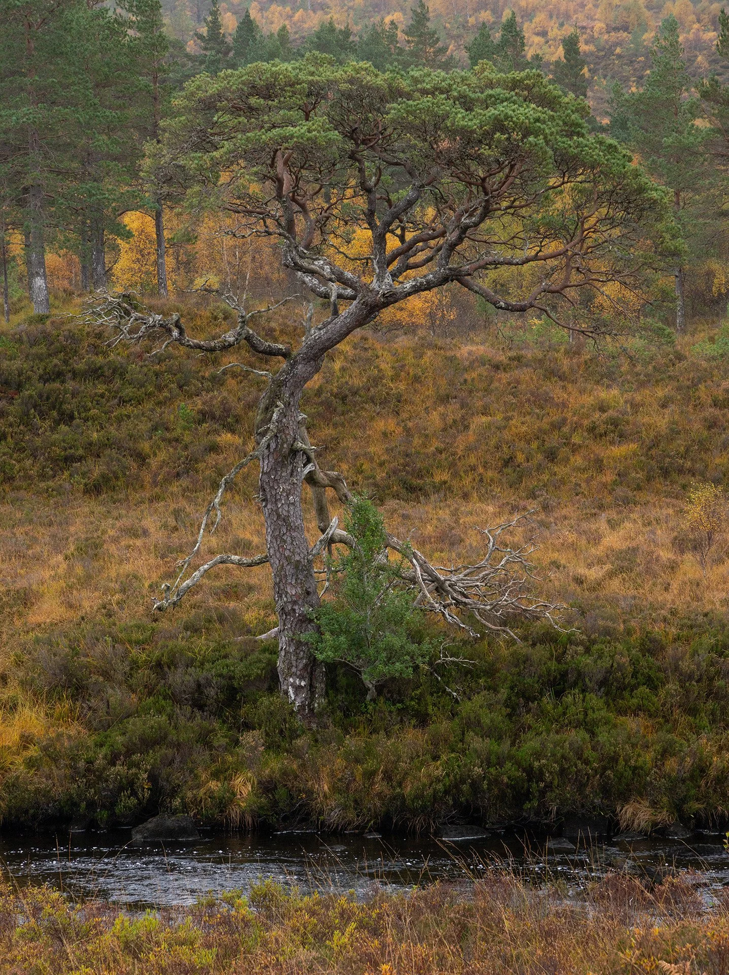 Torridon second day Scots Pine single.jpg