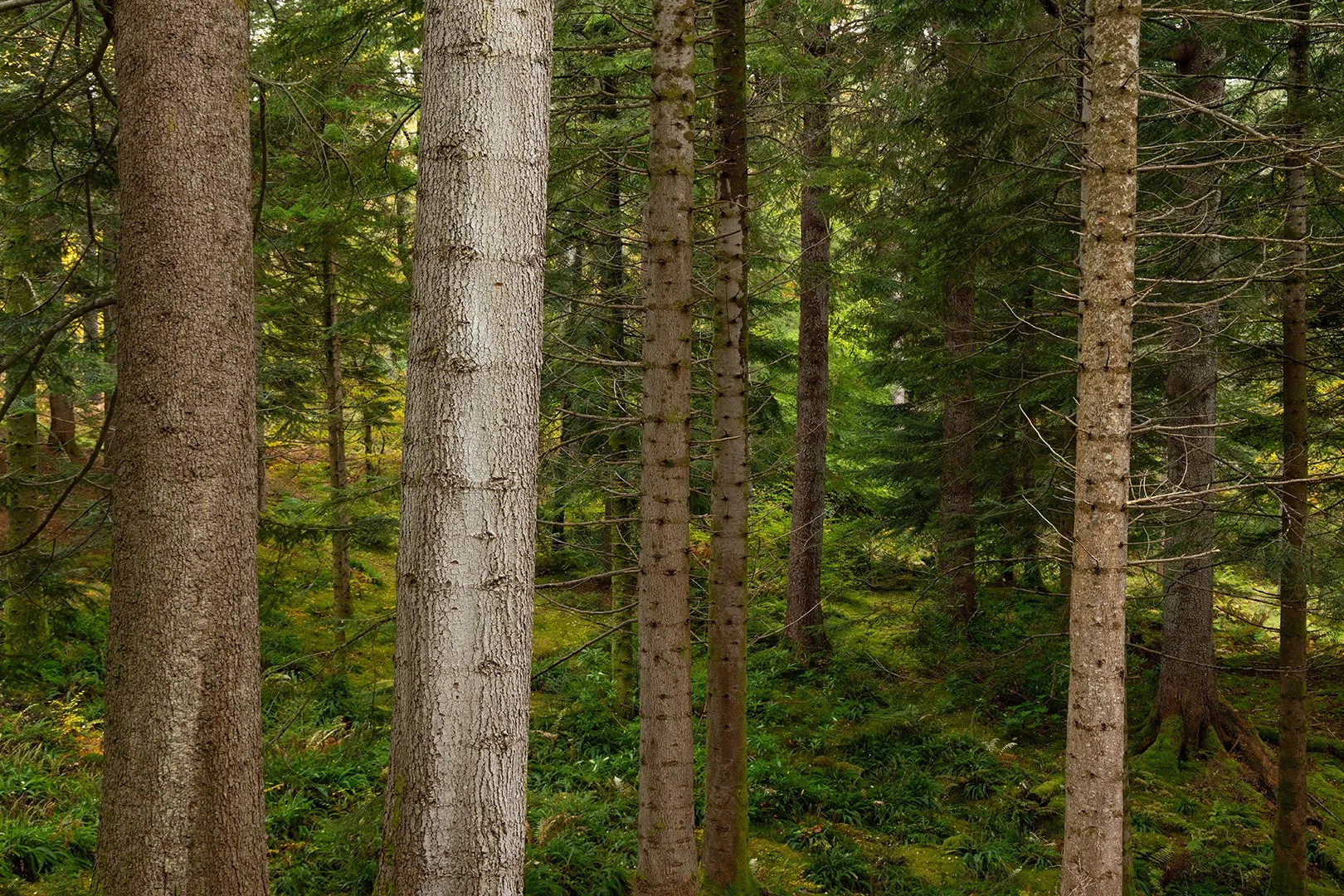 Lael Forest Garden-1.jpg