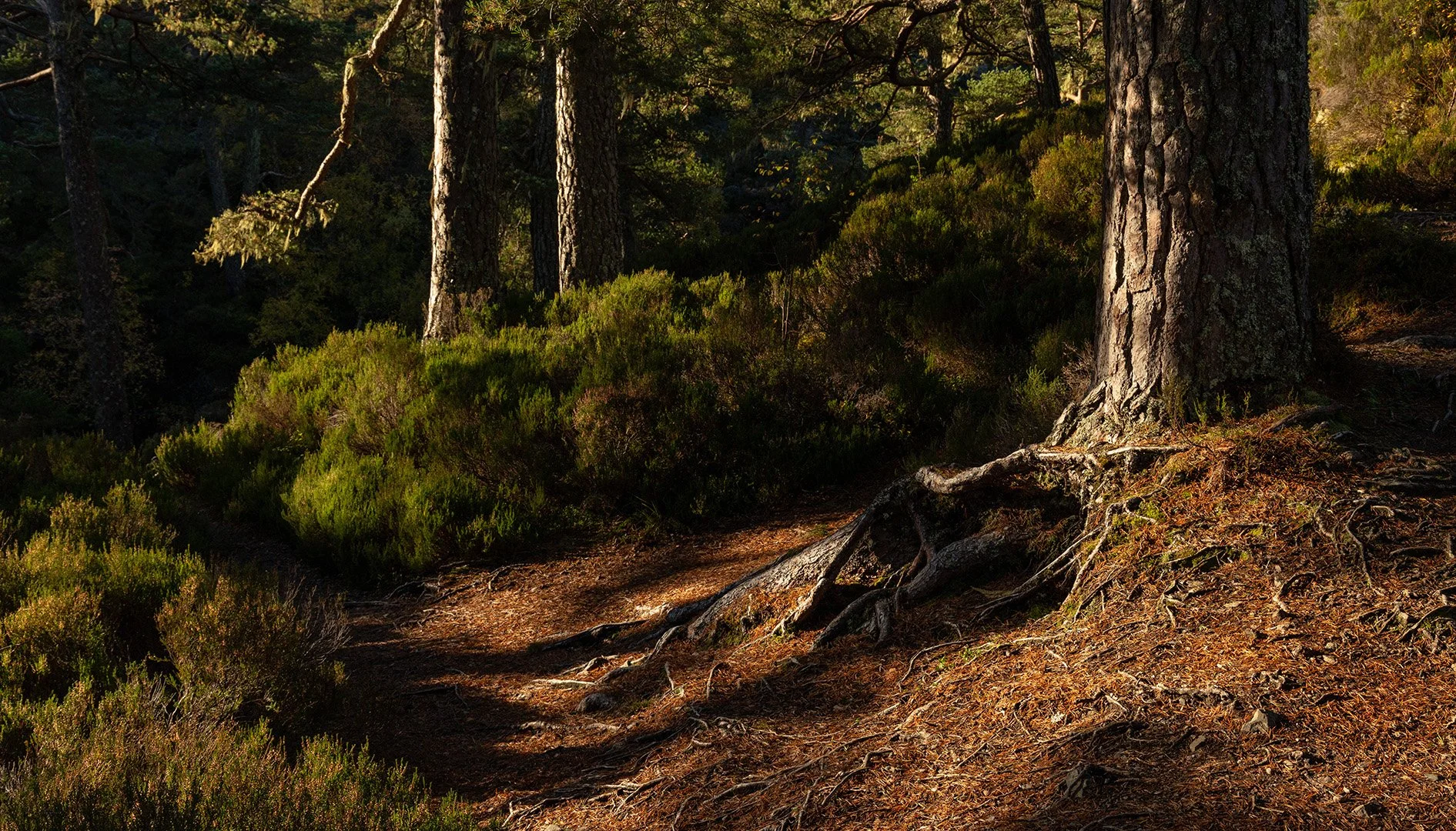 Glen Affric-14.jpg