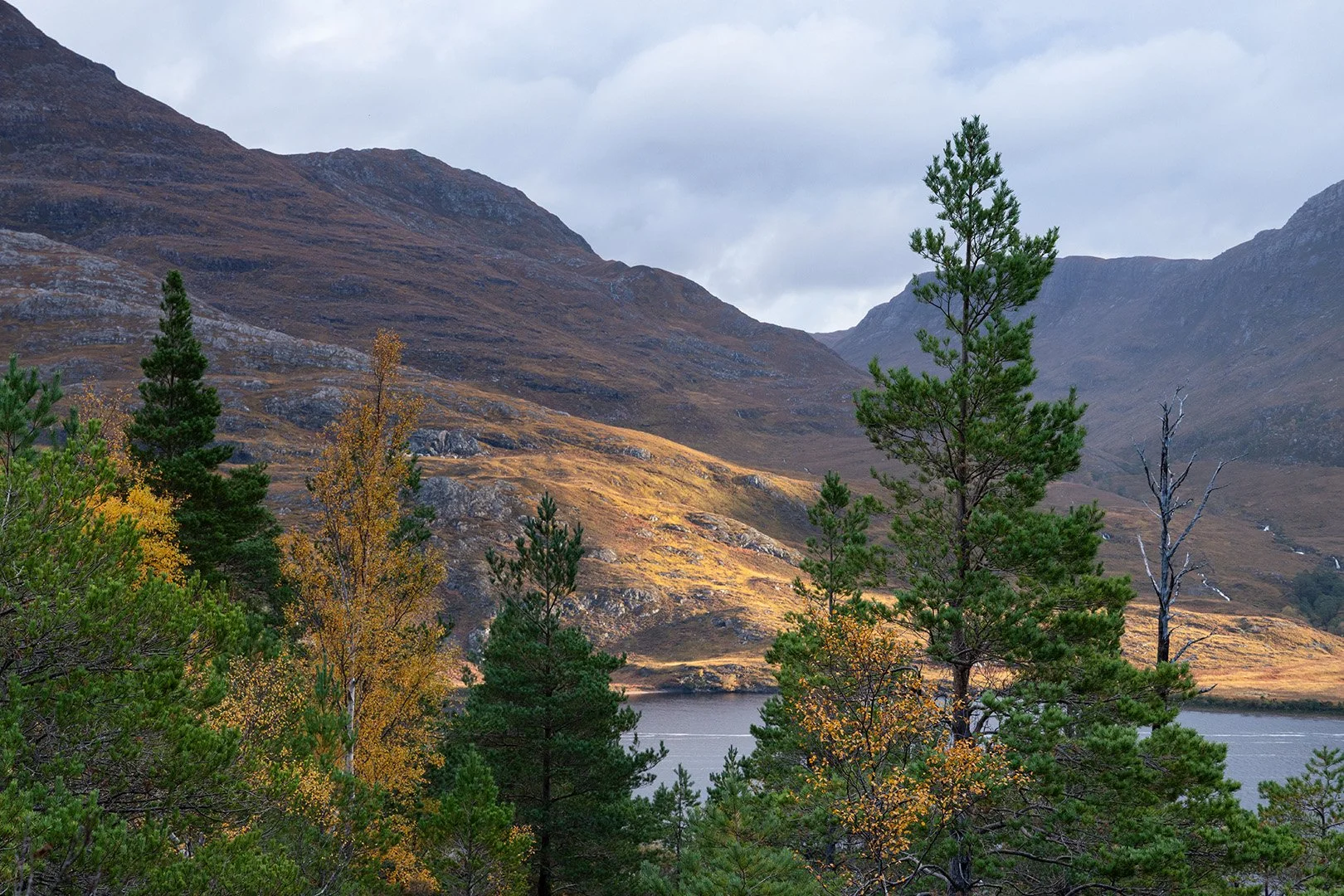 Forest walk Loch Maree.jpg